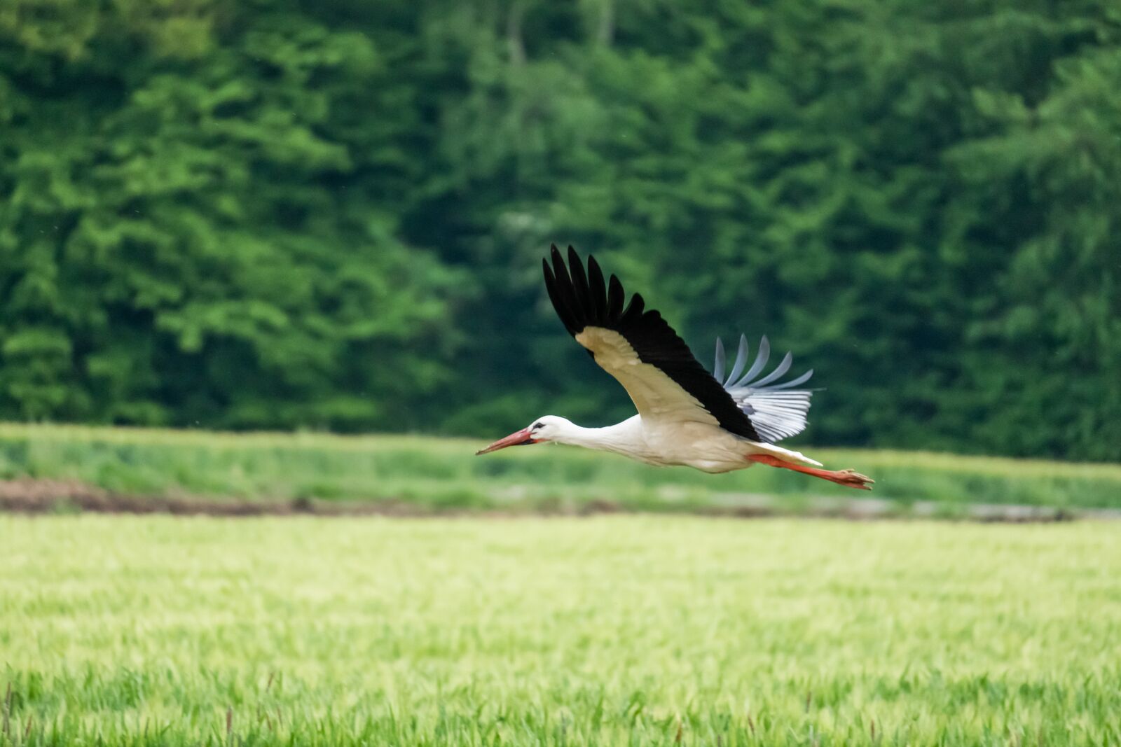 Sony E 70-350mm F4.5-6.3 G OSS sample photo. Stork, bird, rattle stork photography
