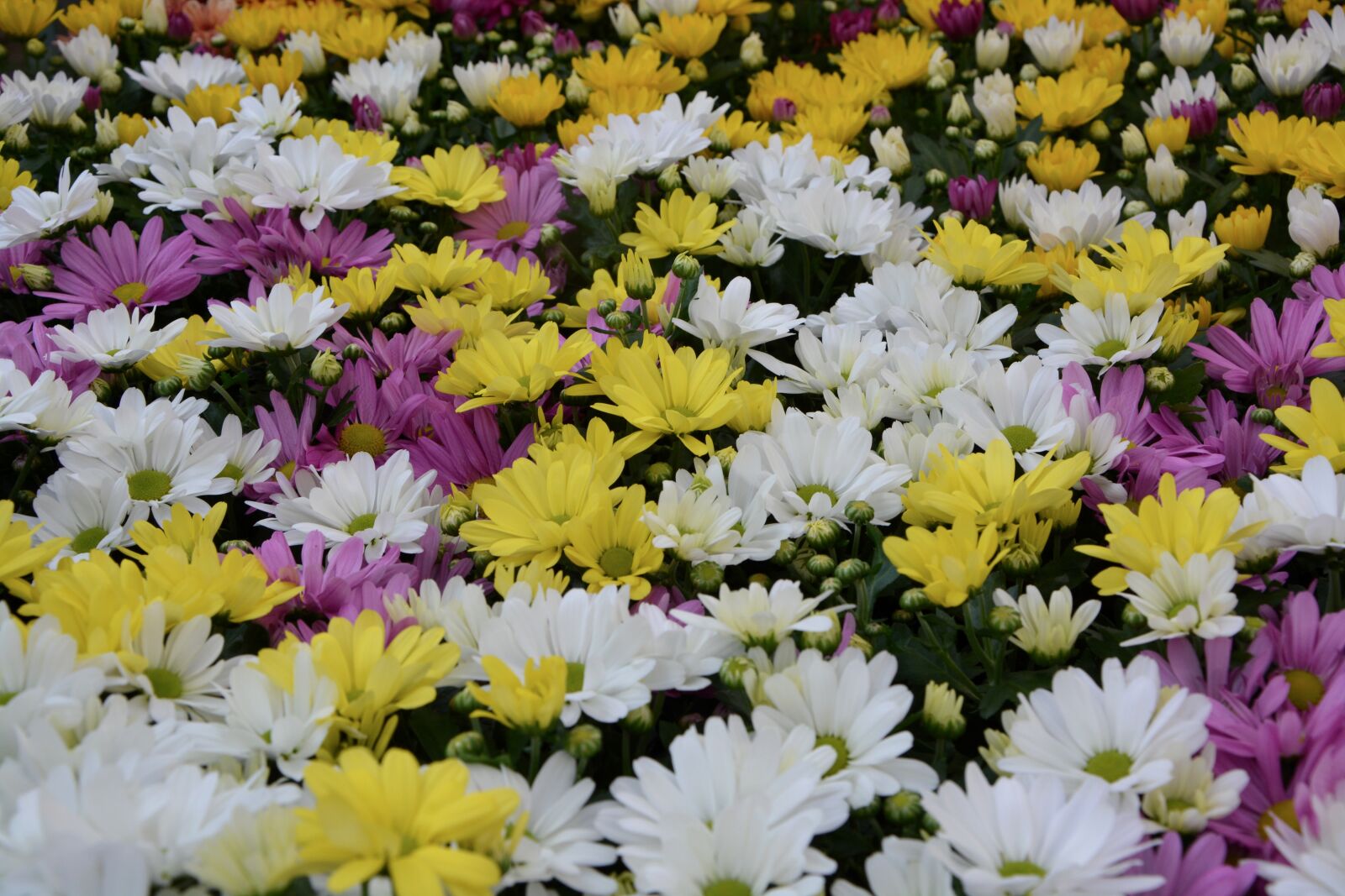 Nikon D5200 sample photo. Flowers, white flowers, yellow photography