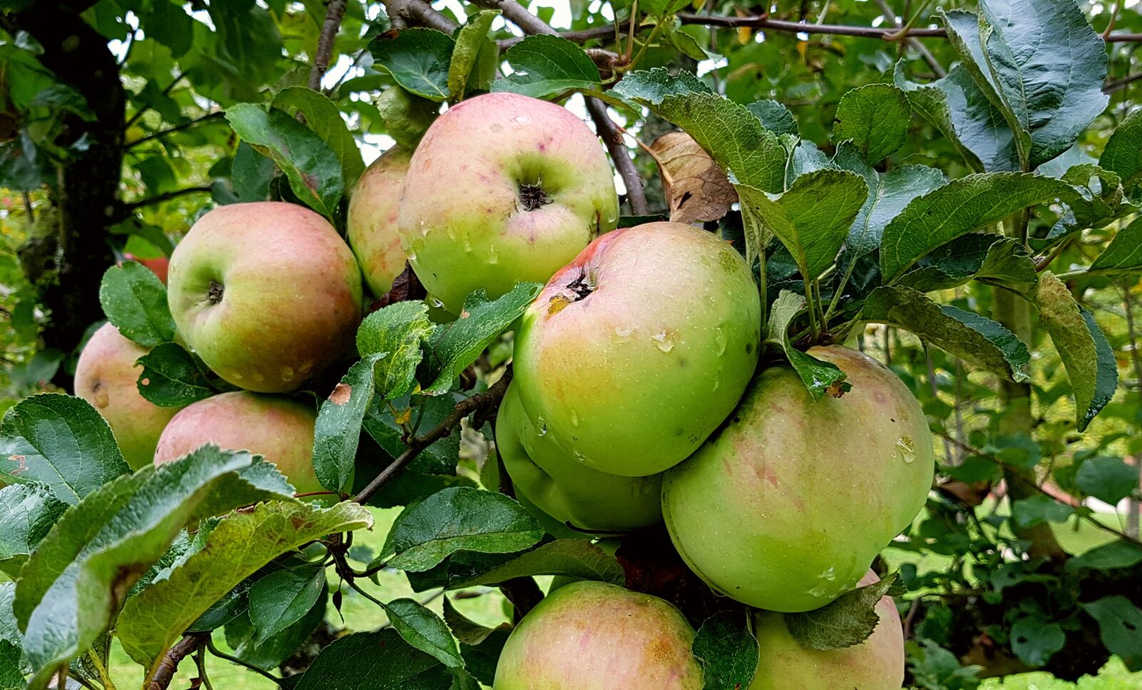 Samsung Galaxy S7 sample photo. Apple, apple tree, fruit photography