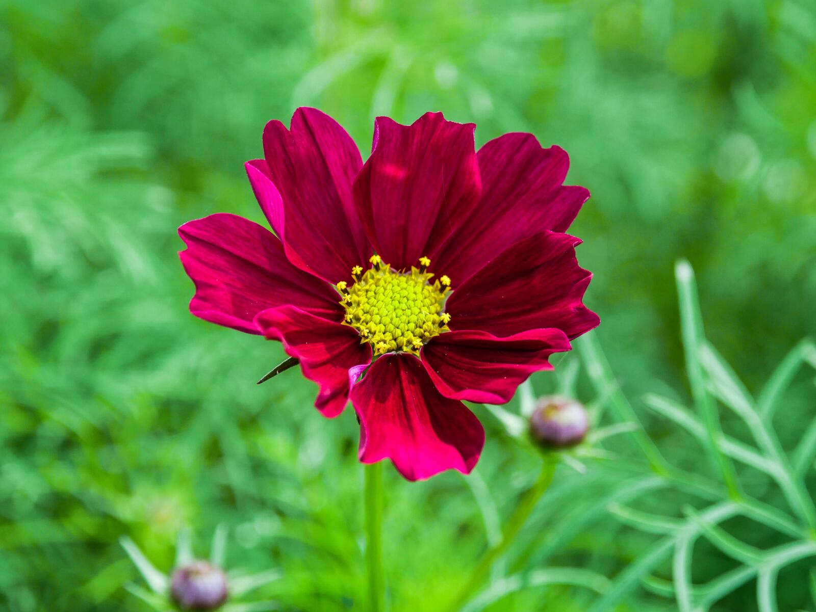 Panasonic Lumix DMC-GX85 (Lumix DMC-GX80 / Lumix DMC-GX7 Mark II) + OLYMPUS M.12-50mm F3.5-6.3 sample photo. Red flower, nature, red photography