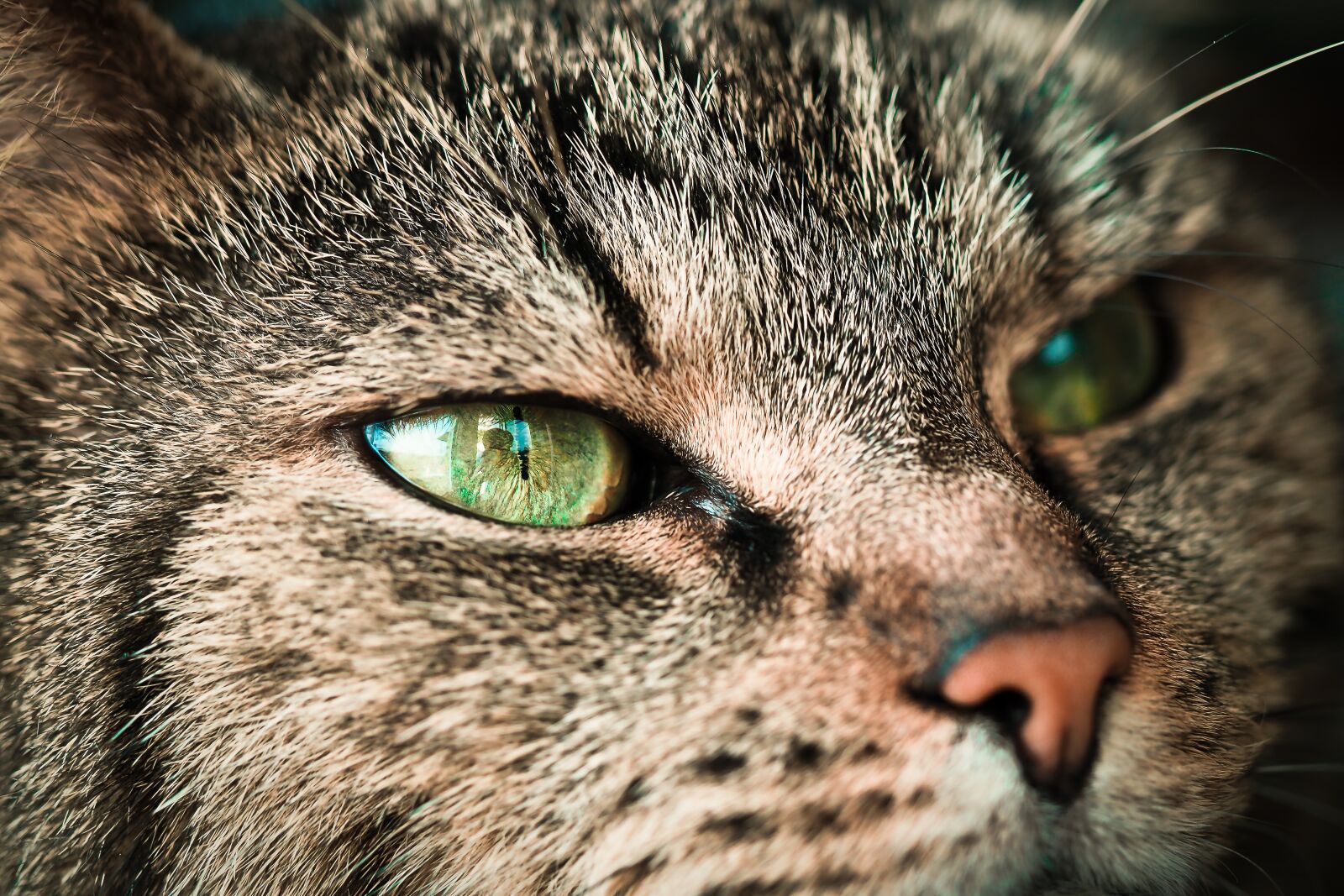 Olympus OM-D E-M10 sample photo. Cat, animal, pet photography