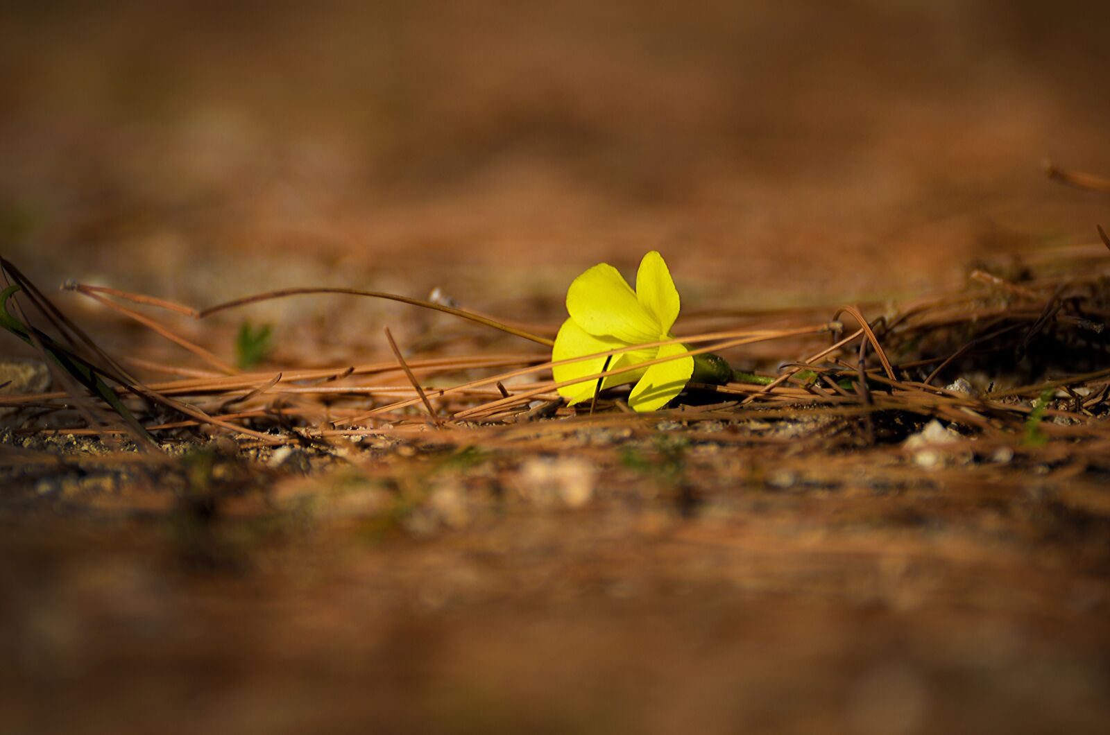 Nikon D7000 sample photo. Nature, outdoors, yellow photography