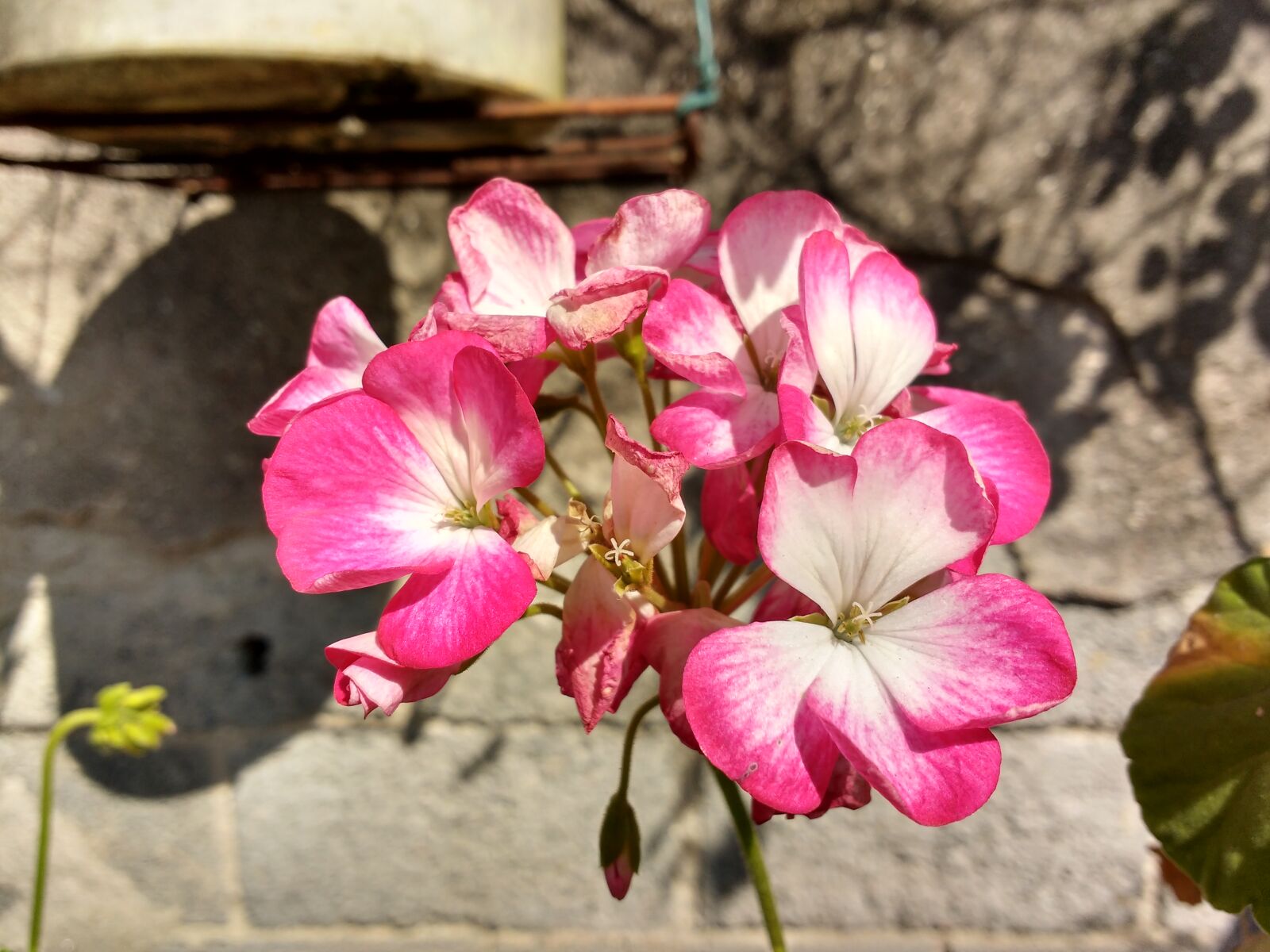 Motorola MotoG3 sample photo