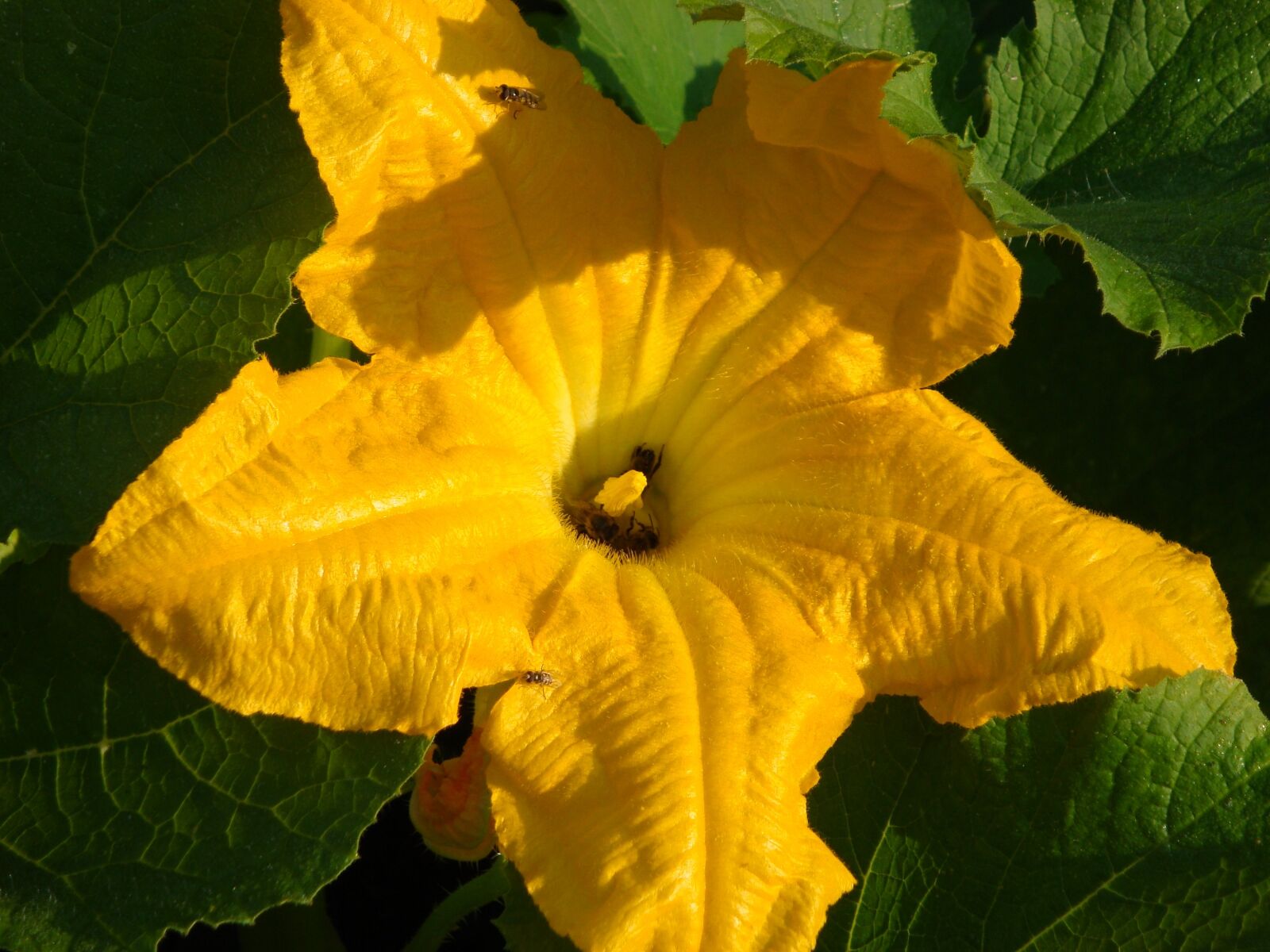 Sony Cyber-shot DSC-W150 sample photo. Flower, zucchini, vegetable garden photography