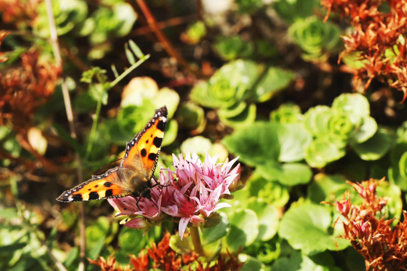Canon EF 100mm F2.8L Macro IS USM sample photo. Butterfly, summer, nature photography