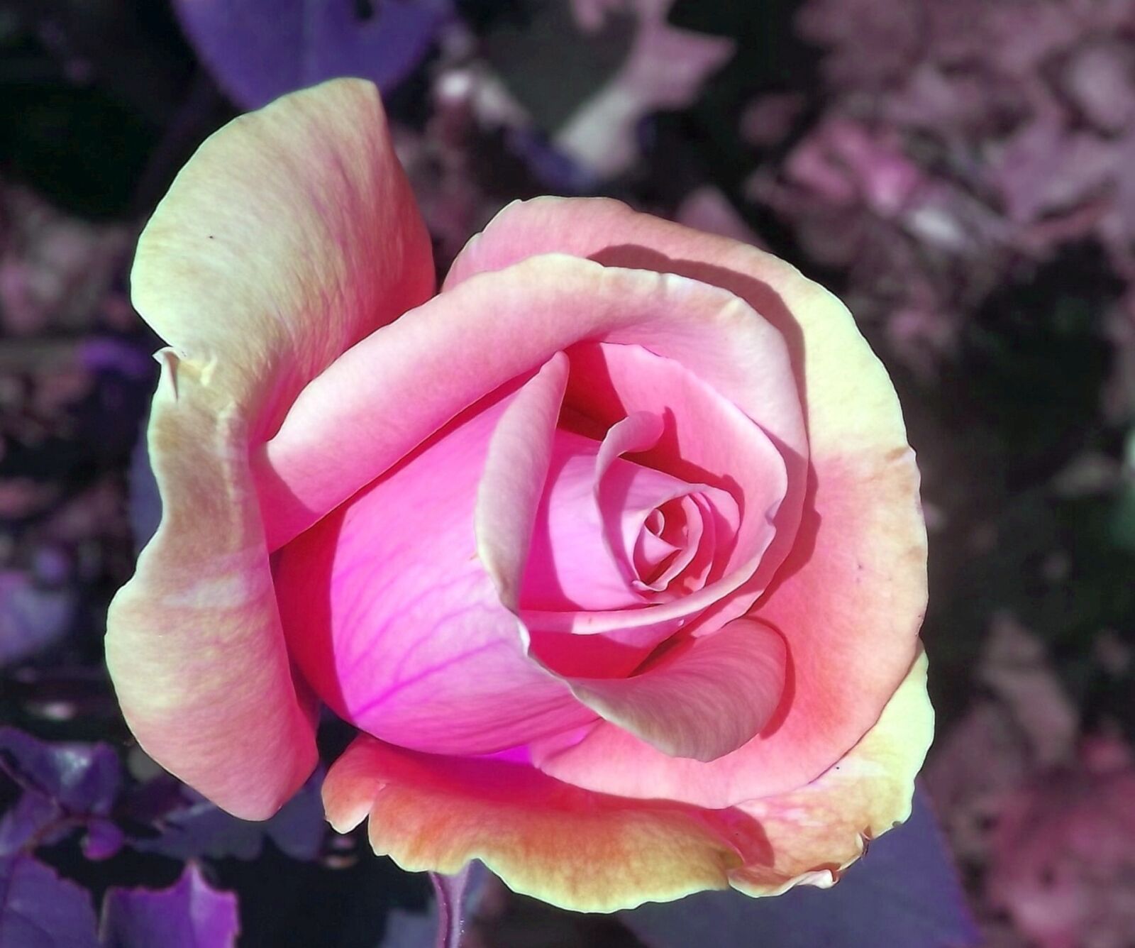 Fujifilm FinePix S3400 sample photo. Rose flower, pink rose photography