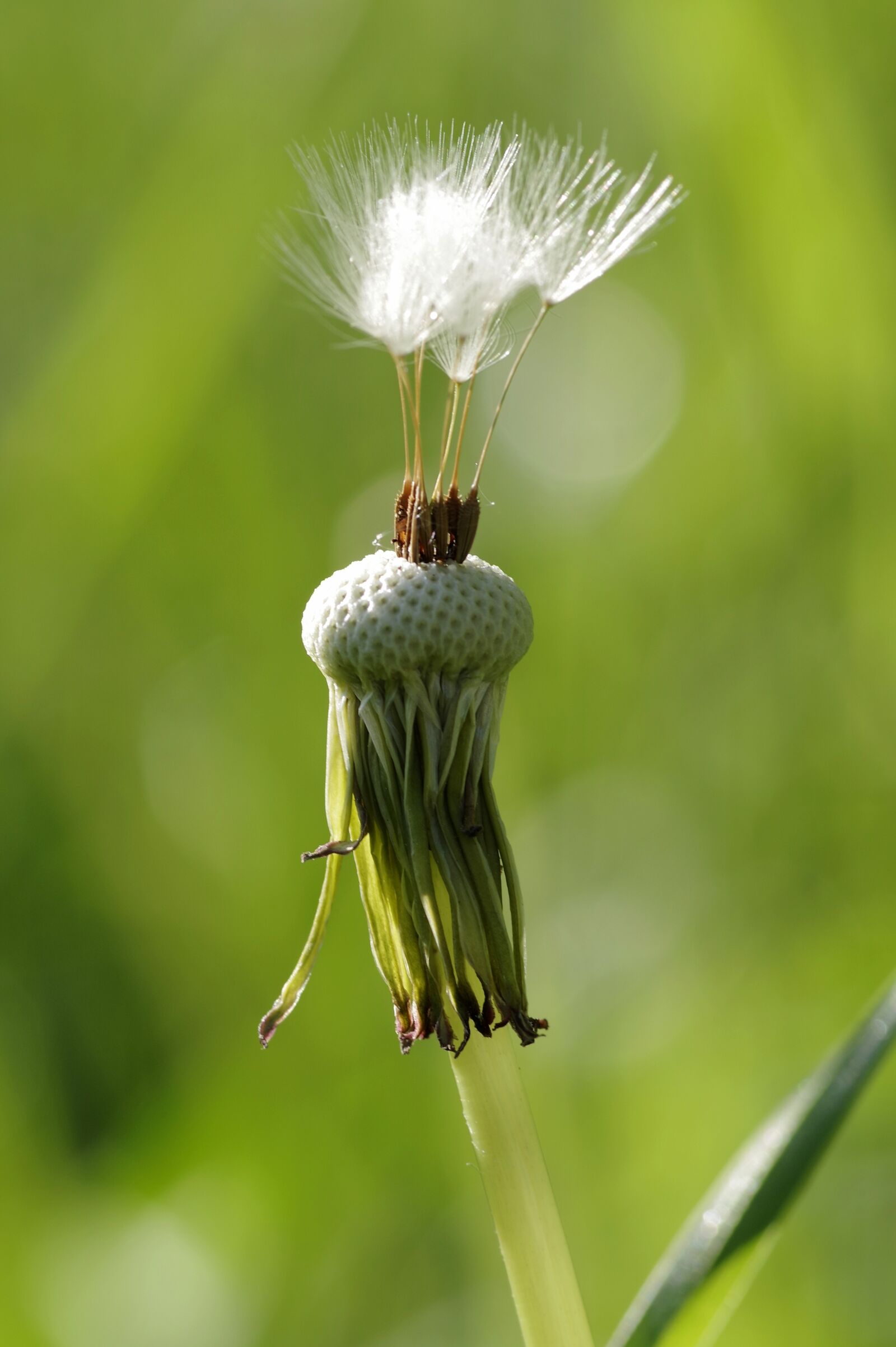 Pentax K-S2 sample photo. Dandelion, oskubany, irokez photography