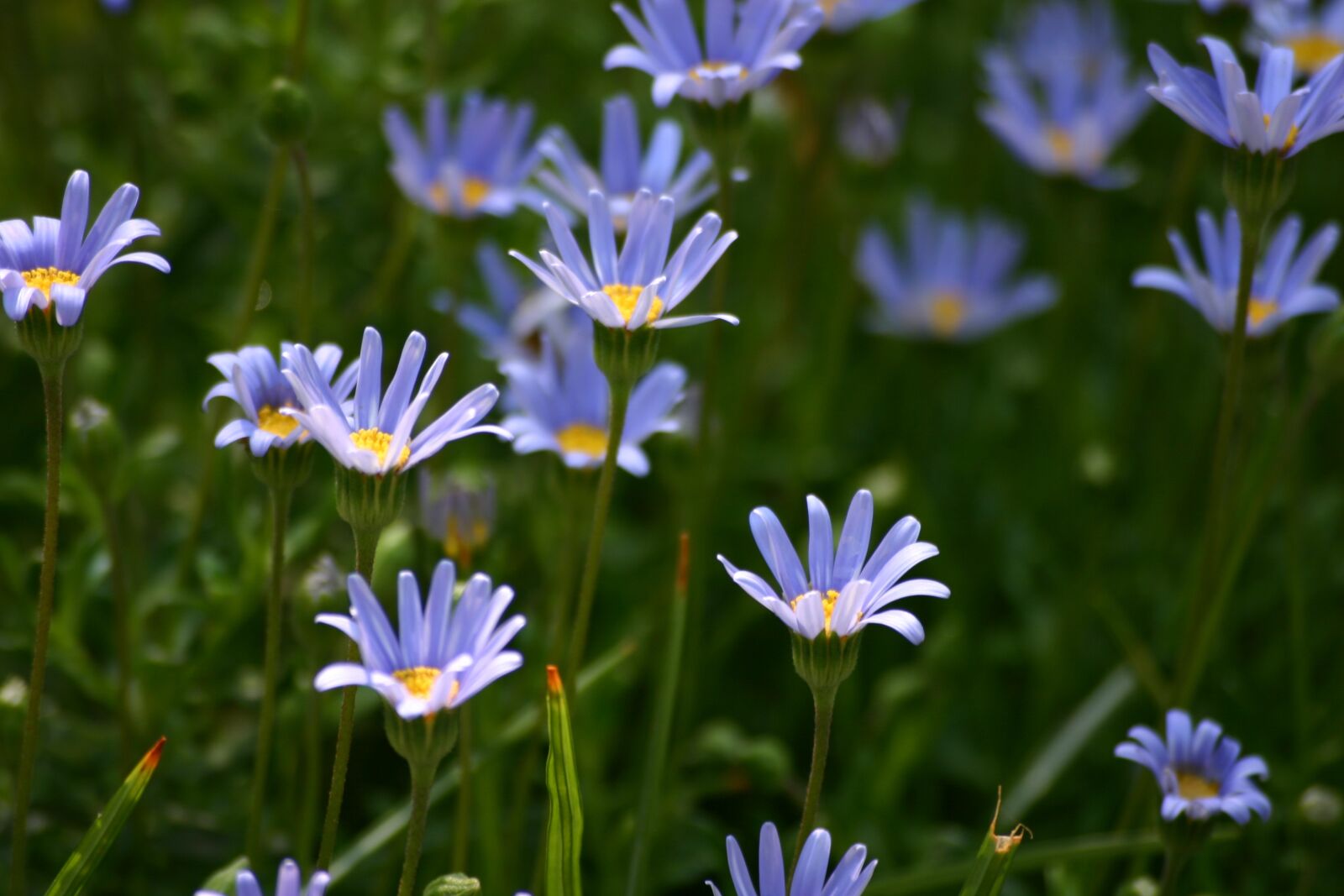 Canon EOS 300D (EOS Digital Rebel / EOS Kiss Digital) sample photo. Blue flowers, garden, spring photography