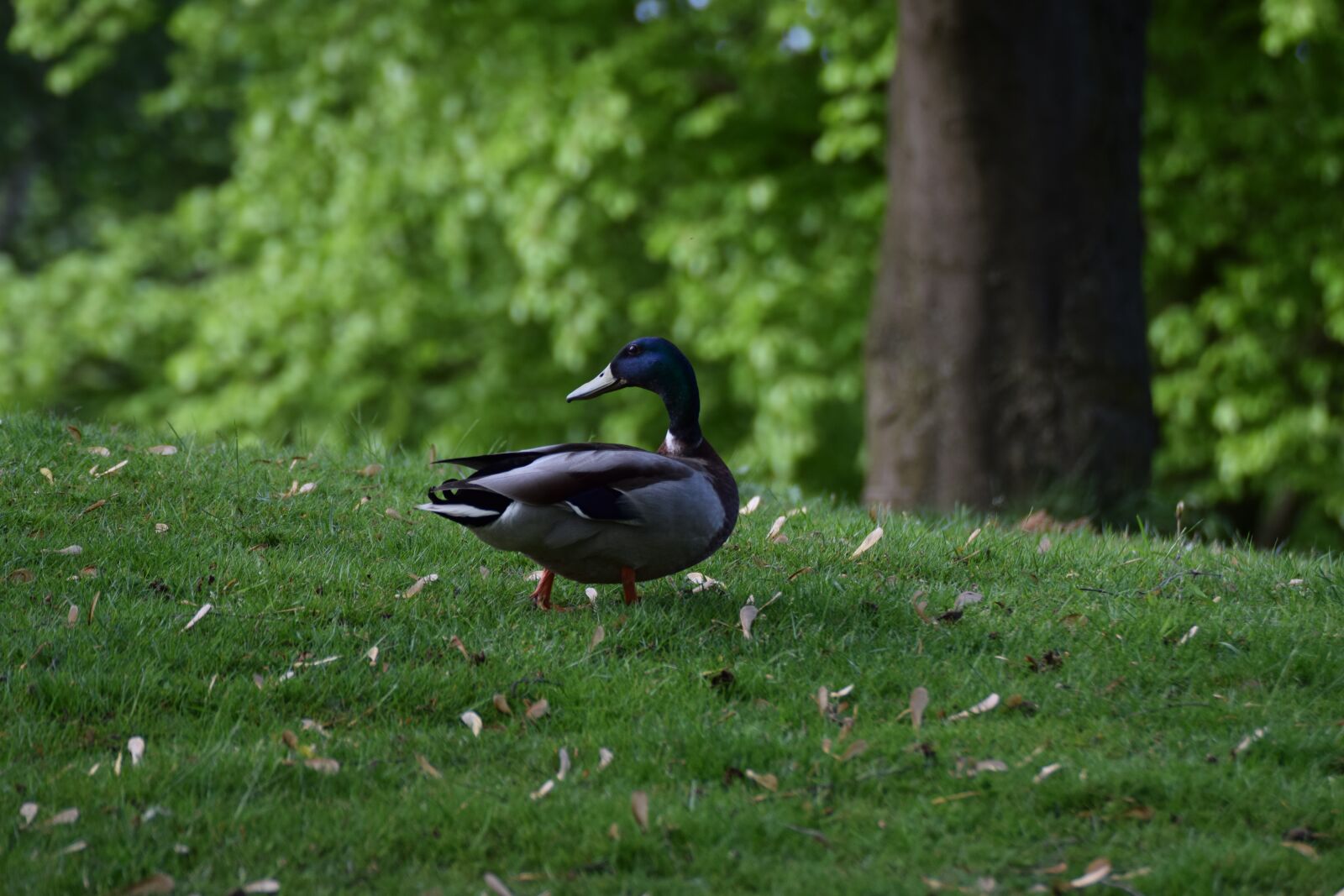 Nikon D3300 sample photo. Bird, nature, animal world photography