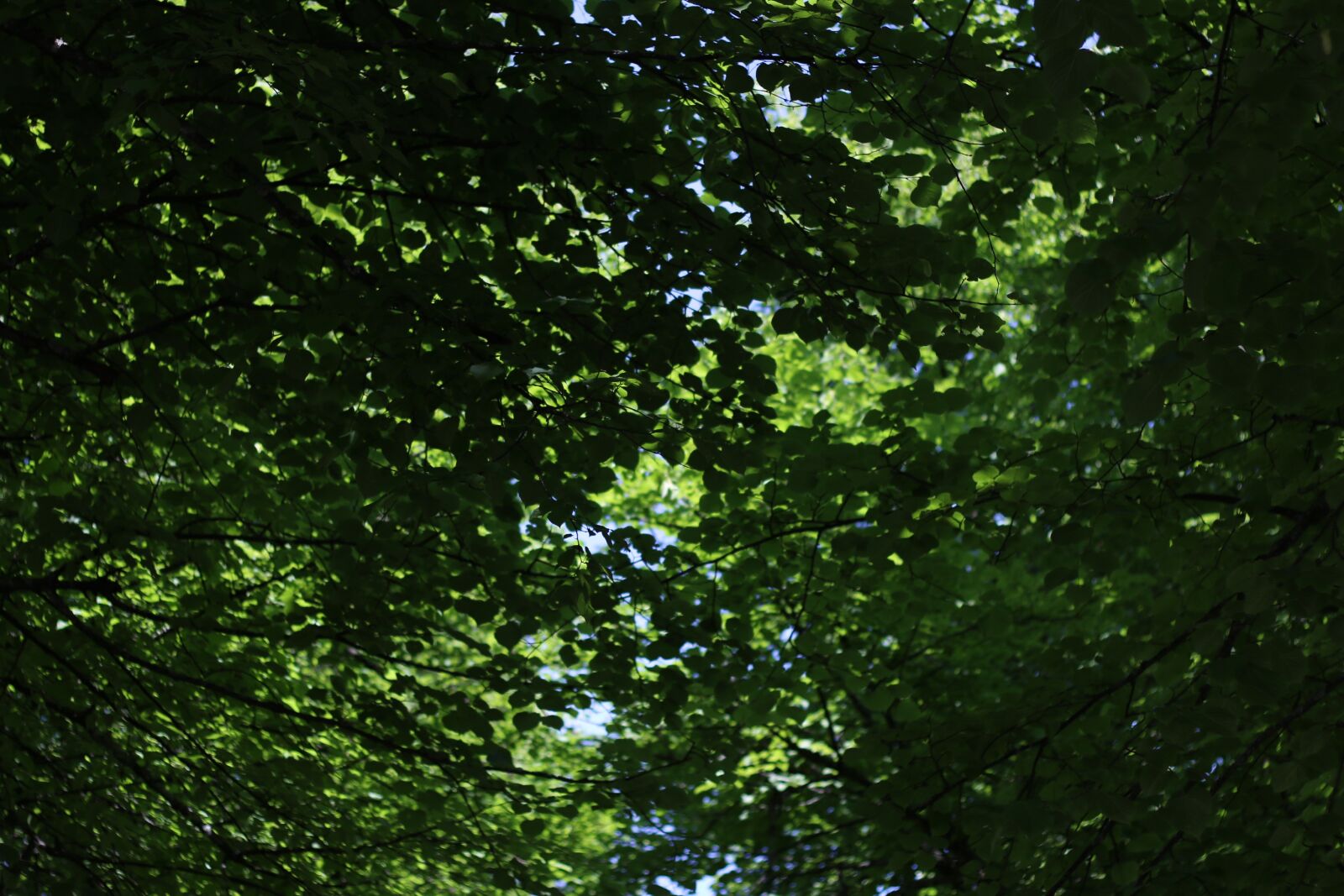 Canon EOS 70D + Canon EF 50mm F1.8 II sample photo. Green, foliage, summer photography