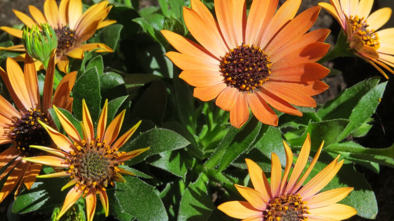 Canon PowerShot SX50 HS sample photo. Daisy, flower, flowers photography