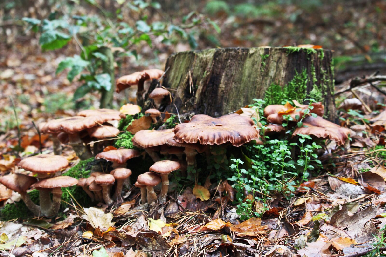 Canon EF-S 55-250mm F4-5.6 IS STM sample photo. Mushrooms, mushroom time, autumn photography