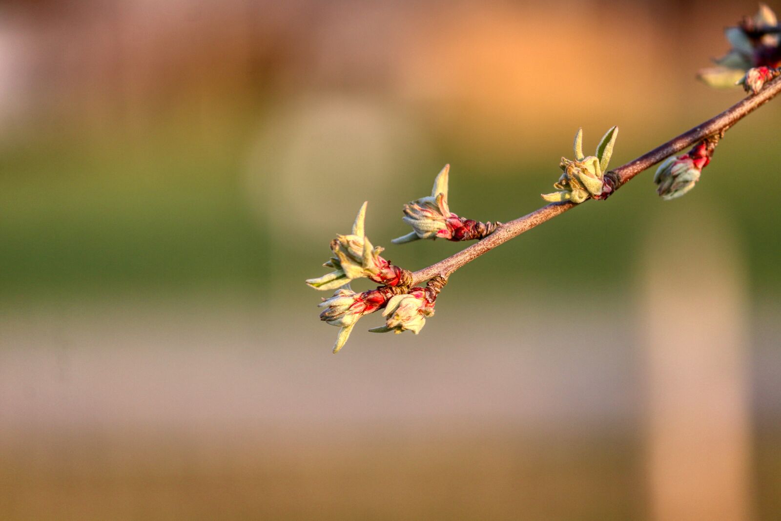 Canon EOS 80D sample photo. Spring, bloom, plant photography