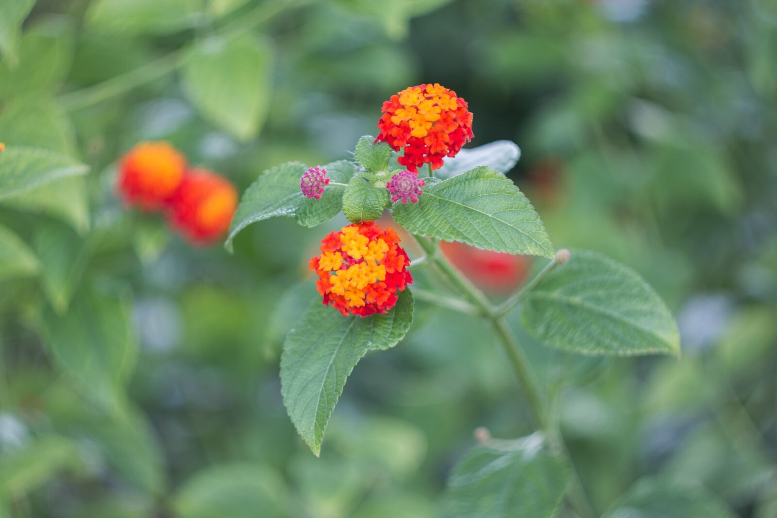Canon EOS 70D sample photo. Flower, nature, flowers photography