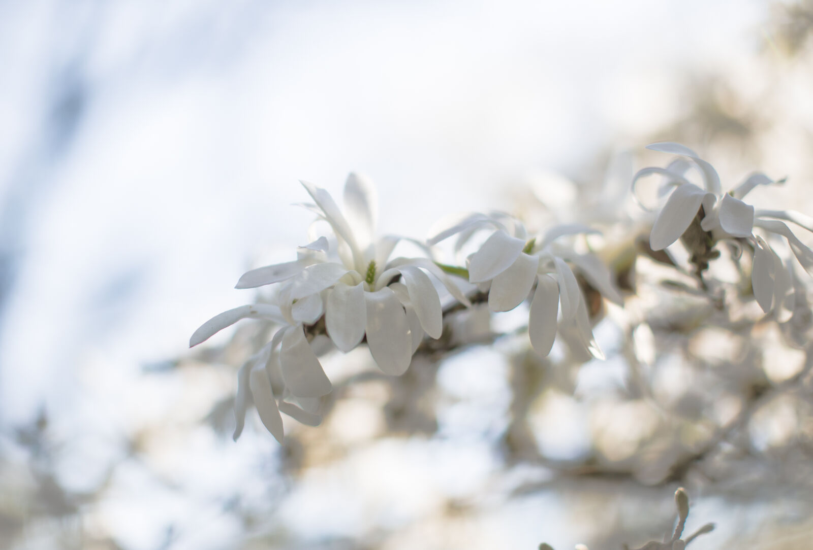 Canon EF 50mm F1.2L USM sample photo. Nature, flowers, spring, white photography