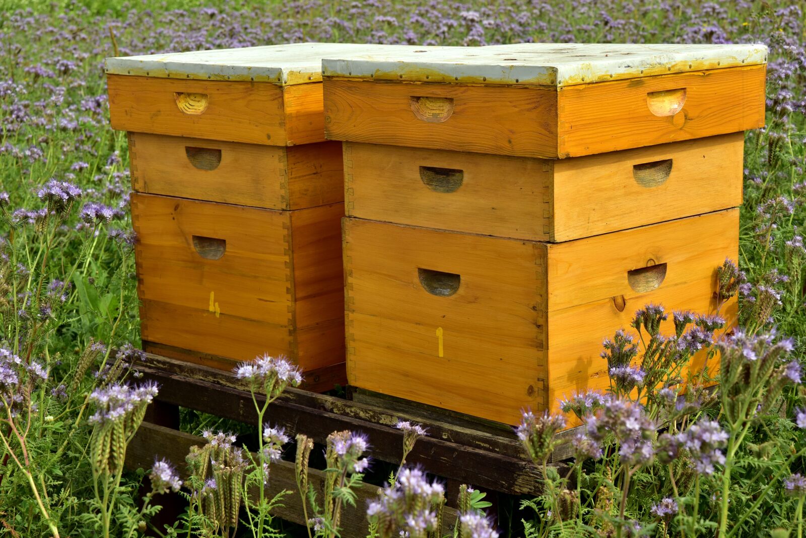 Nikon D750 sample photo. Beehive, bees, bee keeping photography