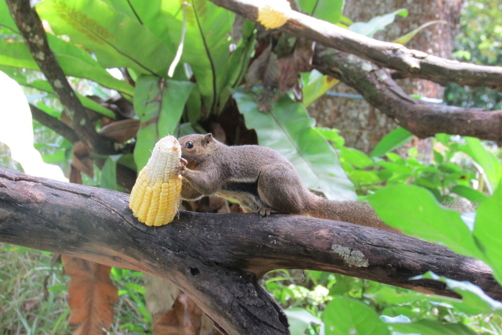 Canon PowerShot SX500 IS sample photo. Singapore zoo, zoo, squirrel photography