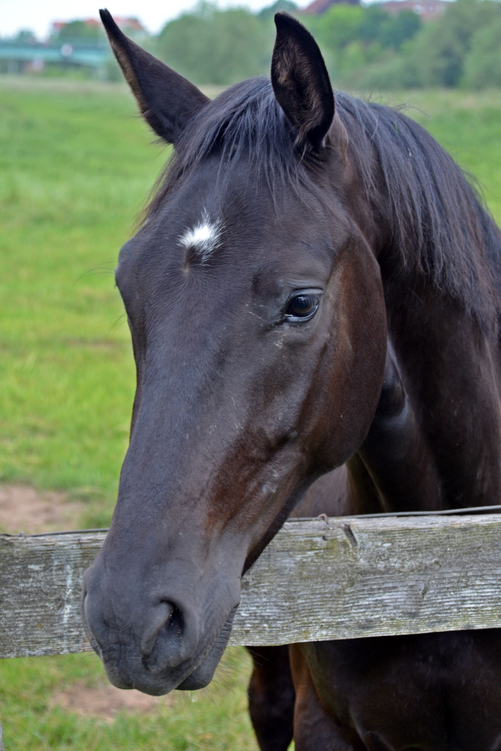 Nikon D5200 sample photo. Horse, horse head, pferdeportrait photography