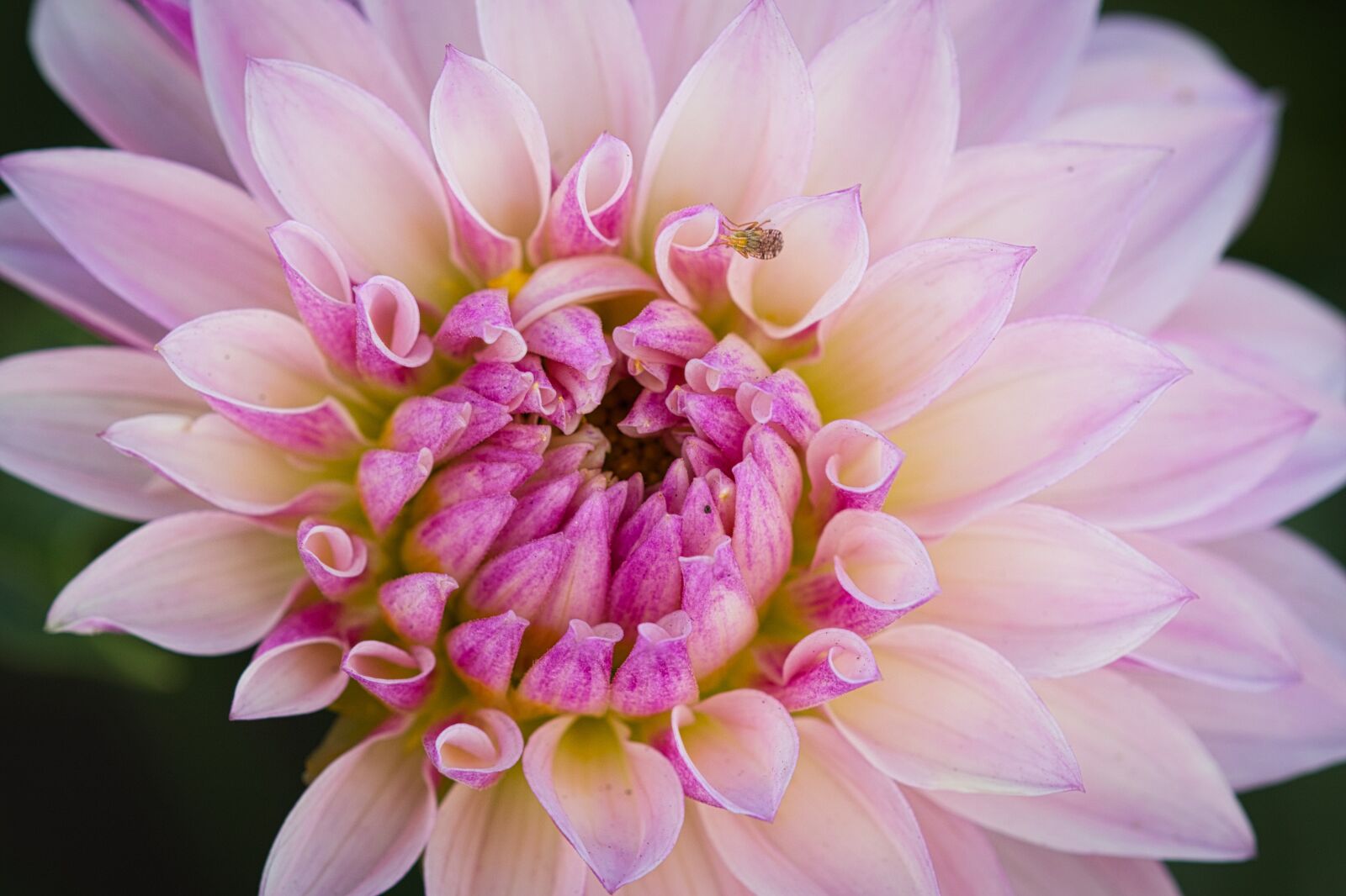 Canon EOS 200D (EOS Rebel SL2 / EOS Kiss X9) sample photo. Dahlia, pink, flower photography