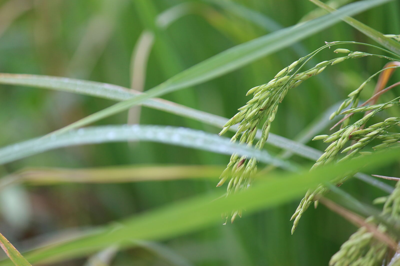 Canon EF-S 55-250mm F4-5.6 IS II sample photo