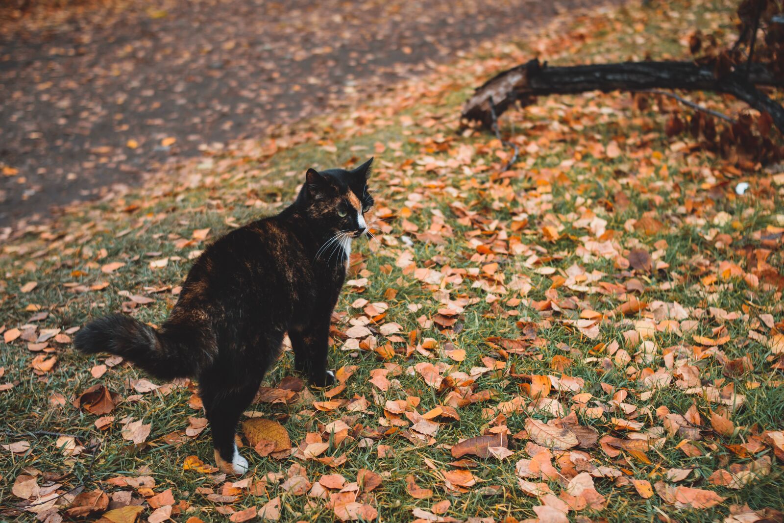 Nikon D5300 sample photo. Autumn, leaves, cat photography