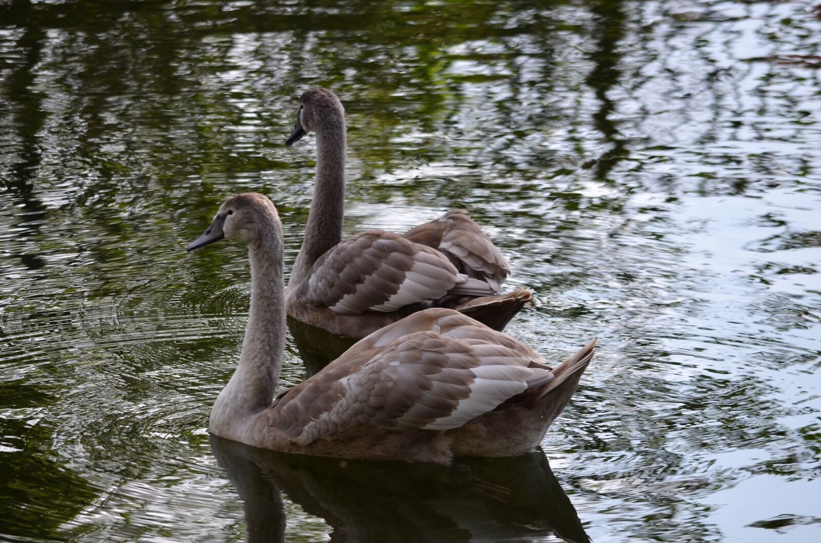 Nikon D5100 sample photo. Animal, nature, landscape photography