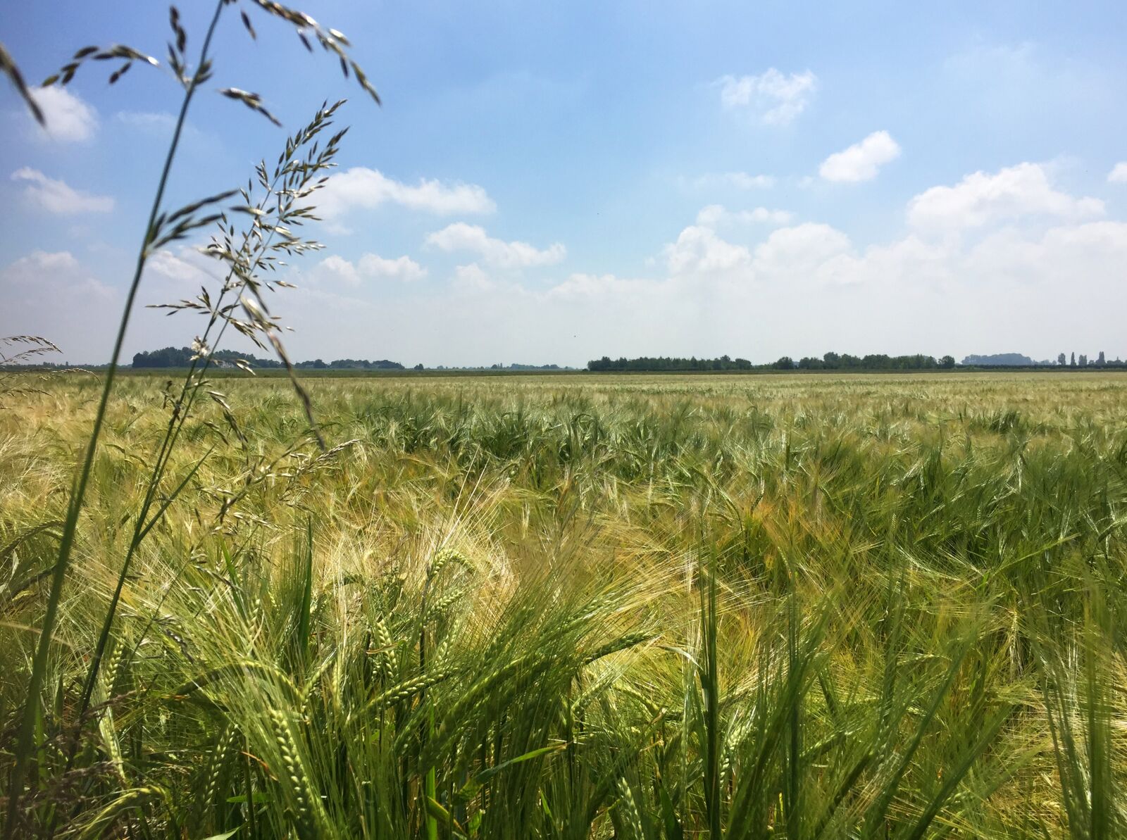 iPhone 6 back camera 4.15mm f/2.2 sample photo. Harvest, fen, sky photography