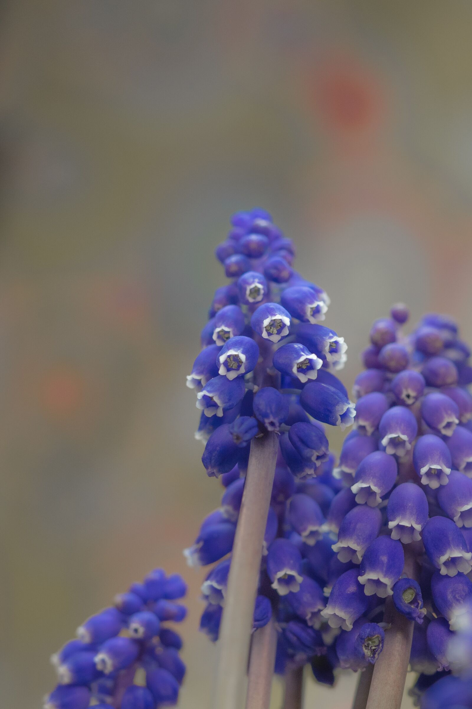 Olympus M.Zuiko Digital ED 60mm F2.8 Macro sample photo. Grape hyacinth, muscari, blossom photography