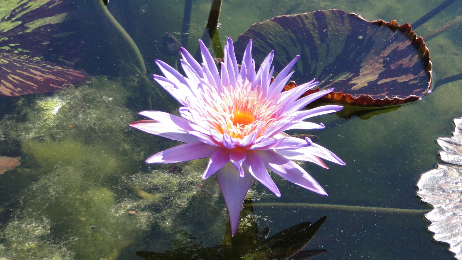 Sony Cyber-shot DSC-HX1 sample photo. Flower, nature, water lily photography