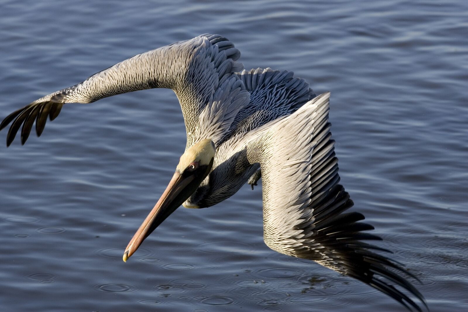 Canon EOS-1D Mark II sample photo. Brown pelican, flying, bird photography