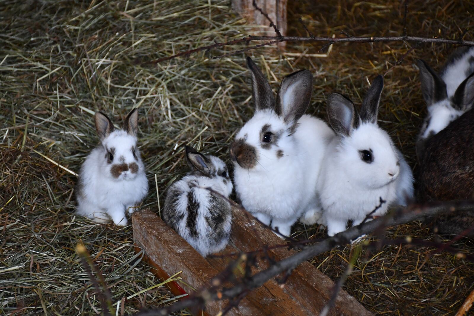 Nikon D7500 sample photo. Rabbit, cute, easter photography