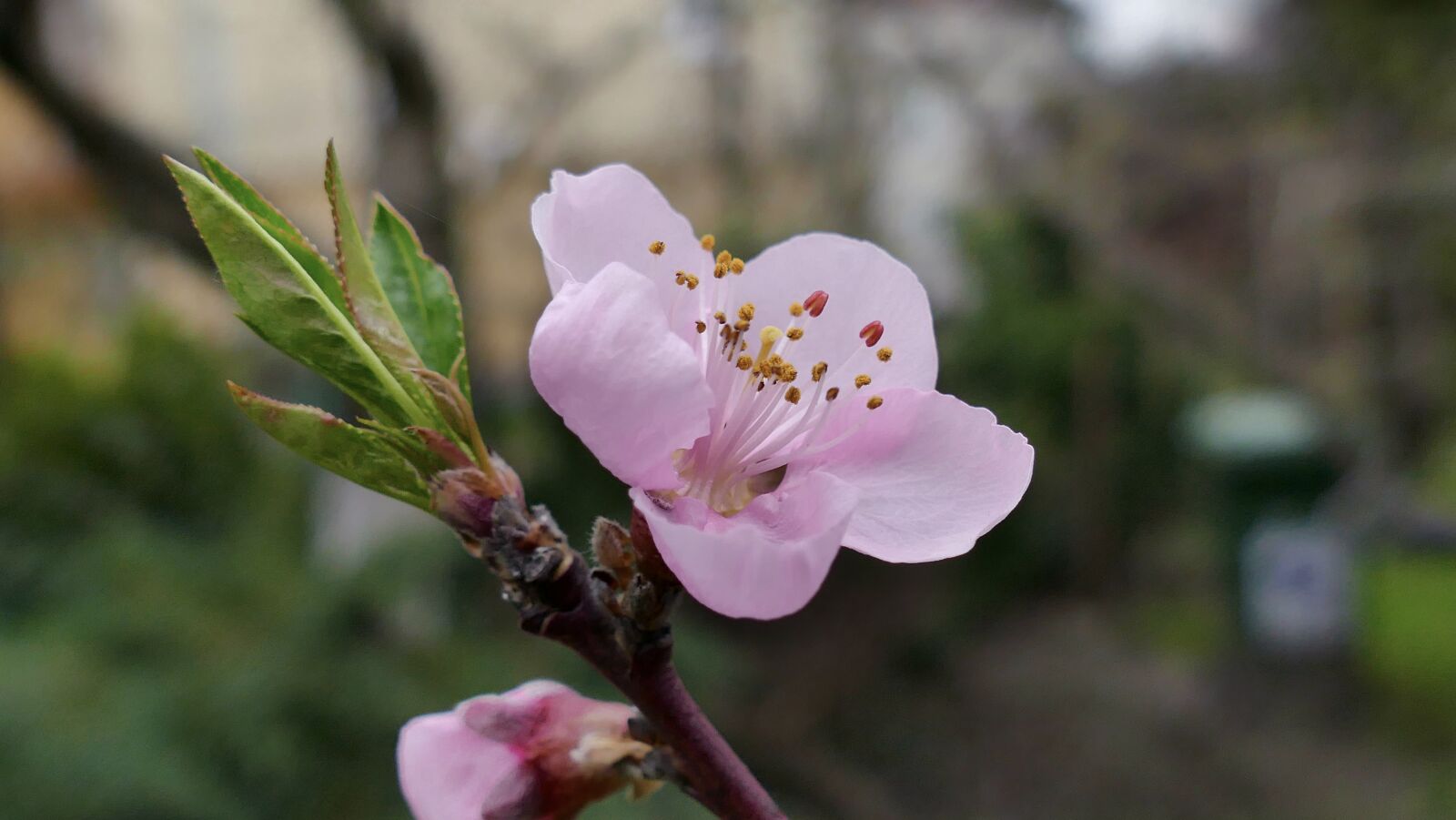 Panasonic Lumix DMC-FZ1000 sample photo. Peach, fruit, tropical fruit photography