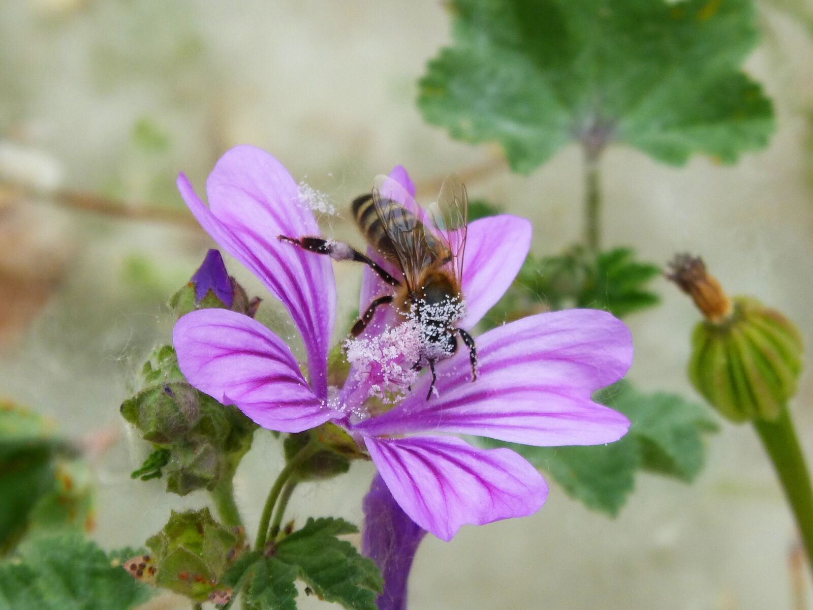Panasonic DMC-FZ62 sample photo. Bee, pollen, pollinate photography