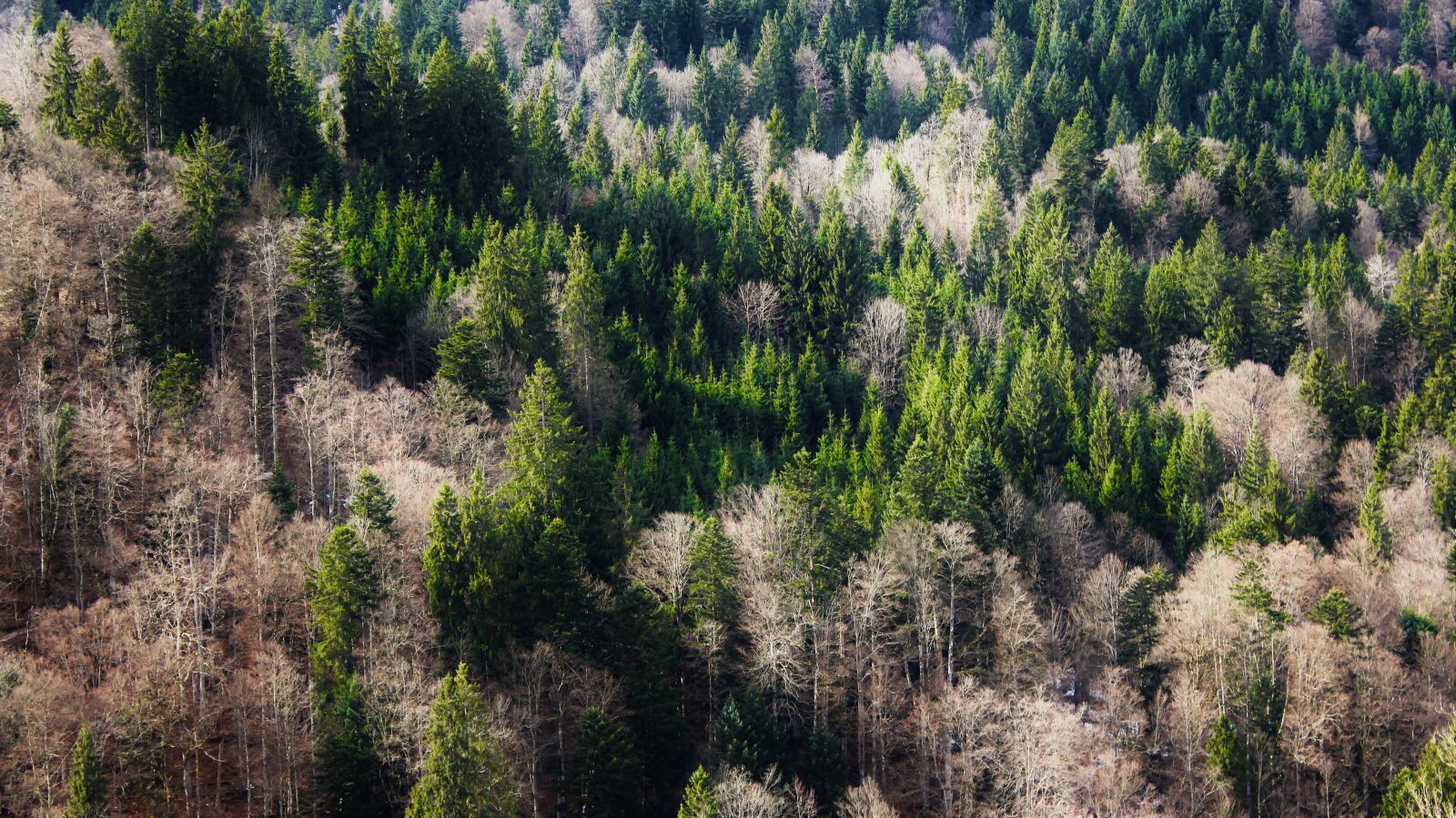 Canon EF-S 18-55mm F3.5-5.6 IS II sample photo. Trees, forest, bavarian forest photography