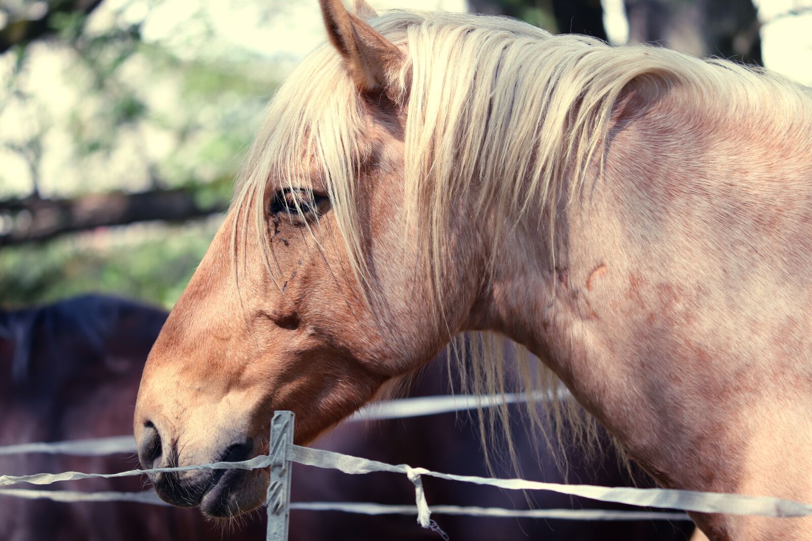 Canon EOS 200D (EOS Rebel SL2 / EOS Kiss X9) sample photo. Horse, head, horse head photography