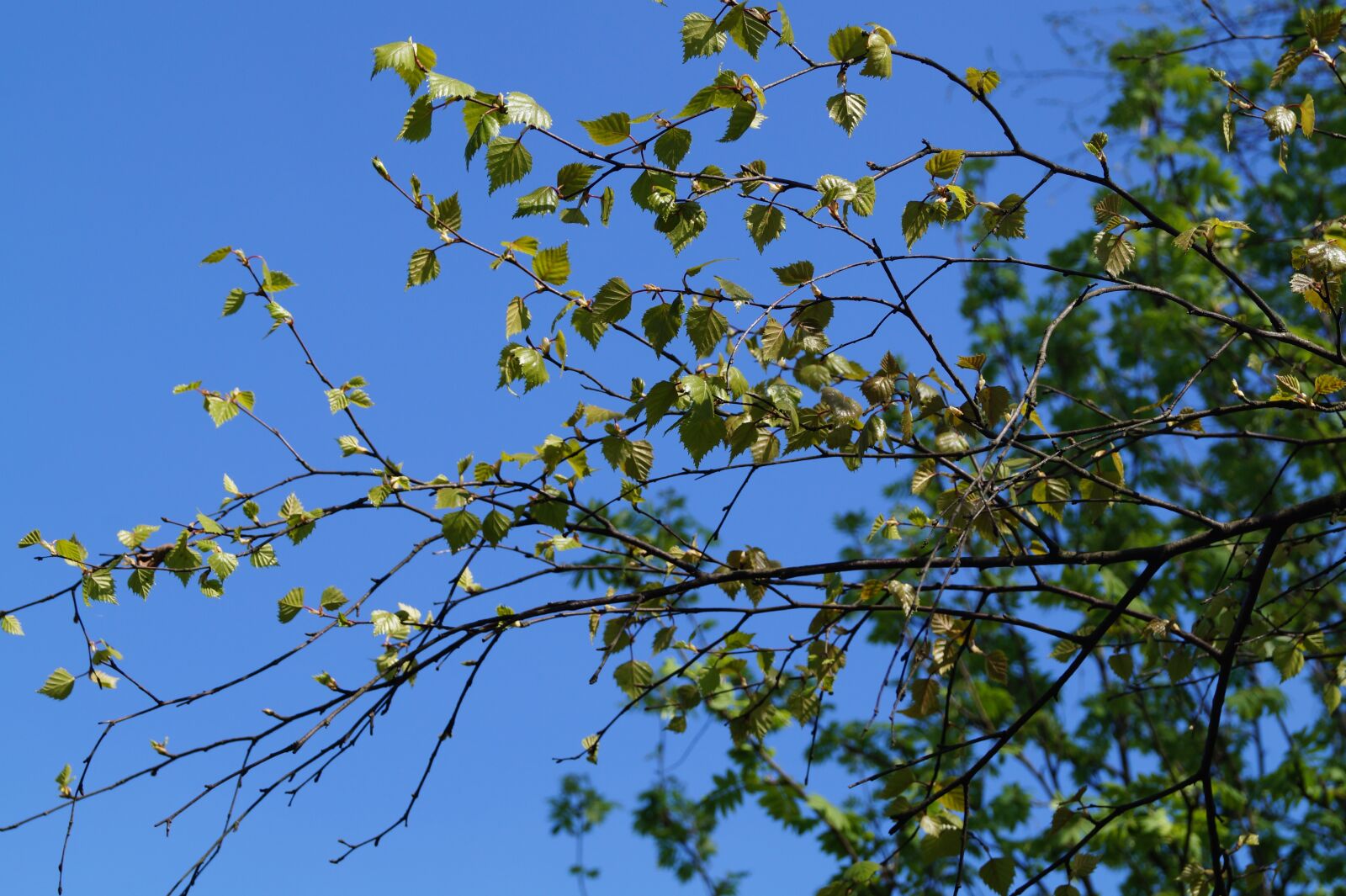 Sony DT 18-55mm F3.5-5.6 SAM II sample photo. Aesthetic, branch, tree photography