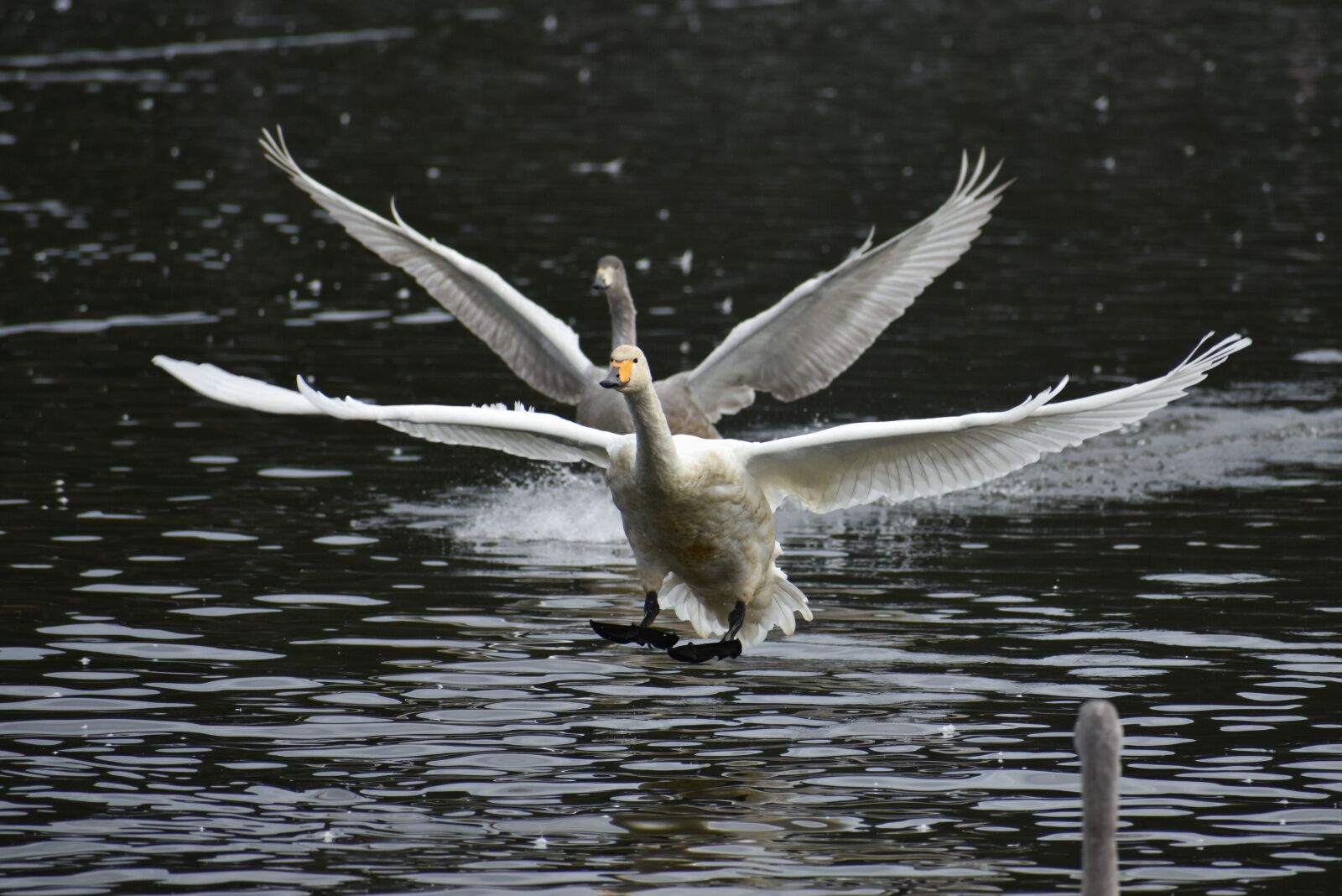 Nikon D7200 sample photo. Animal, lake, waterside photography