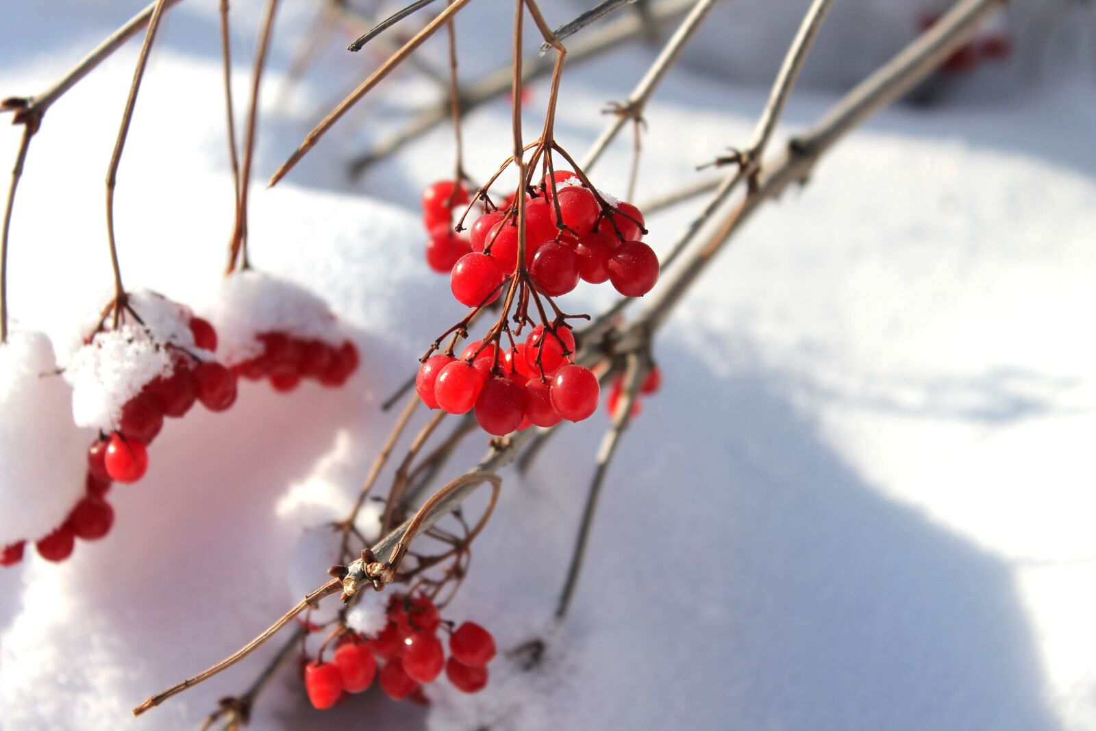 Грудень. Калина (Viburnum) зимой. Калина обыкновенная (красная) зимой. Калина обыкновенная зимой. Калина обыкновенная зимой куст.