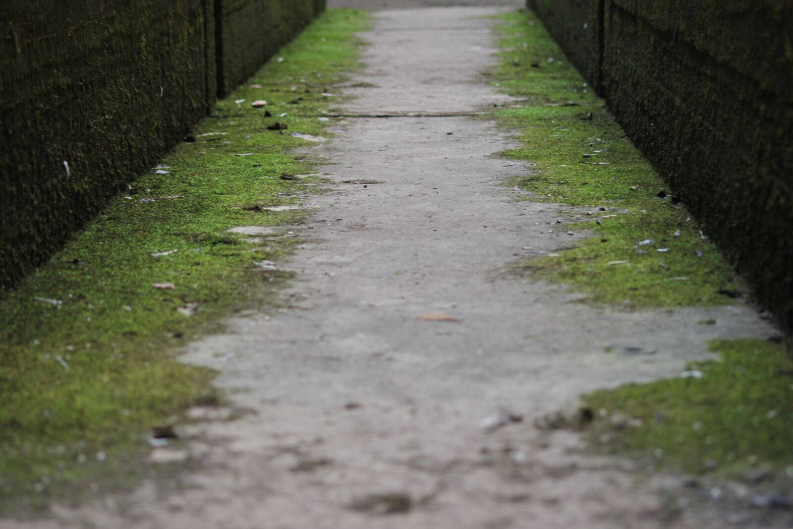 Canon EOS 550D (EOS Rebel T2i / EOS Kiss X4) sample photo. Green, mold, floor photography