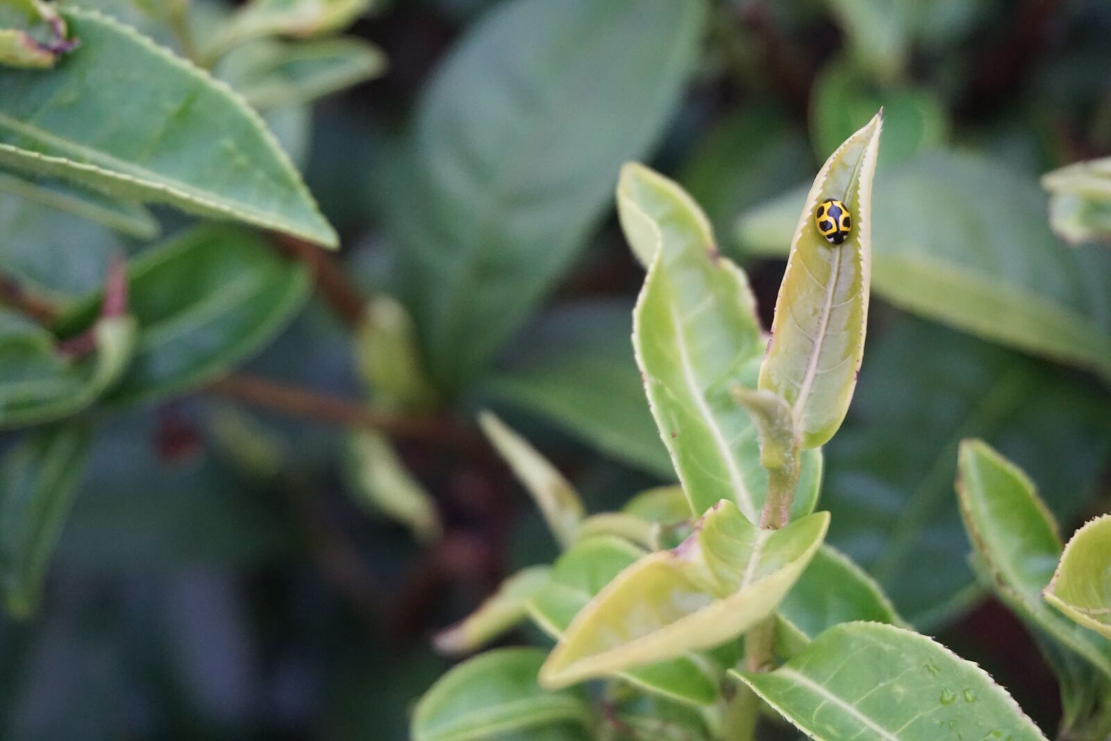 Sony E 16-50mm F3.5-5.6 PZ OSS sample photo. Plant, tea, green photography