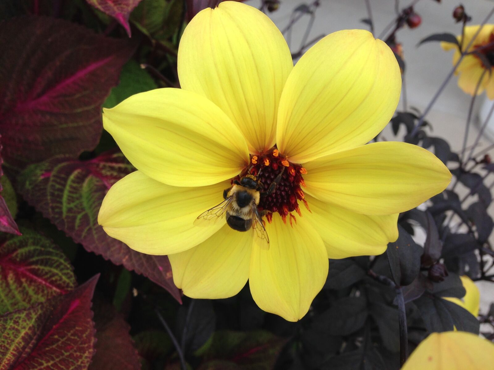 iPhone 5 back camera 4.12mm f/2.4 sample photo. Bee, yellow, flower photography