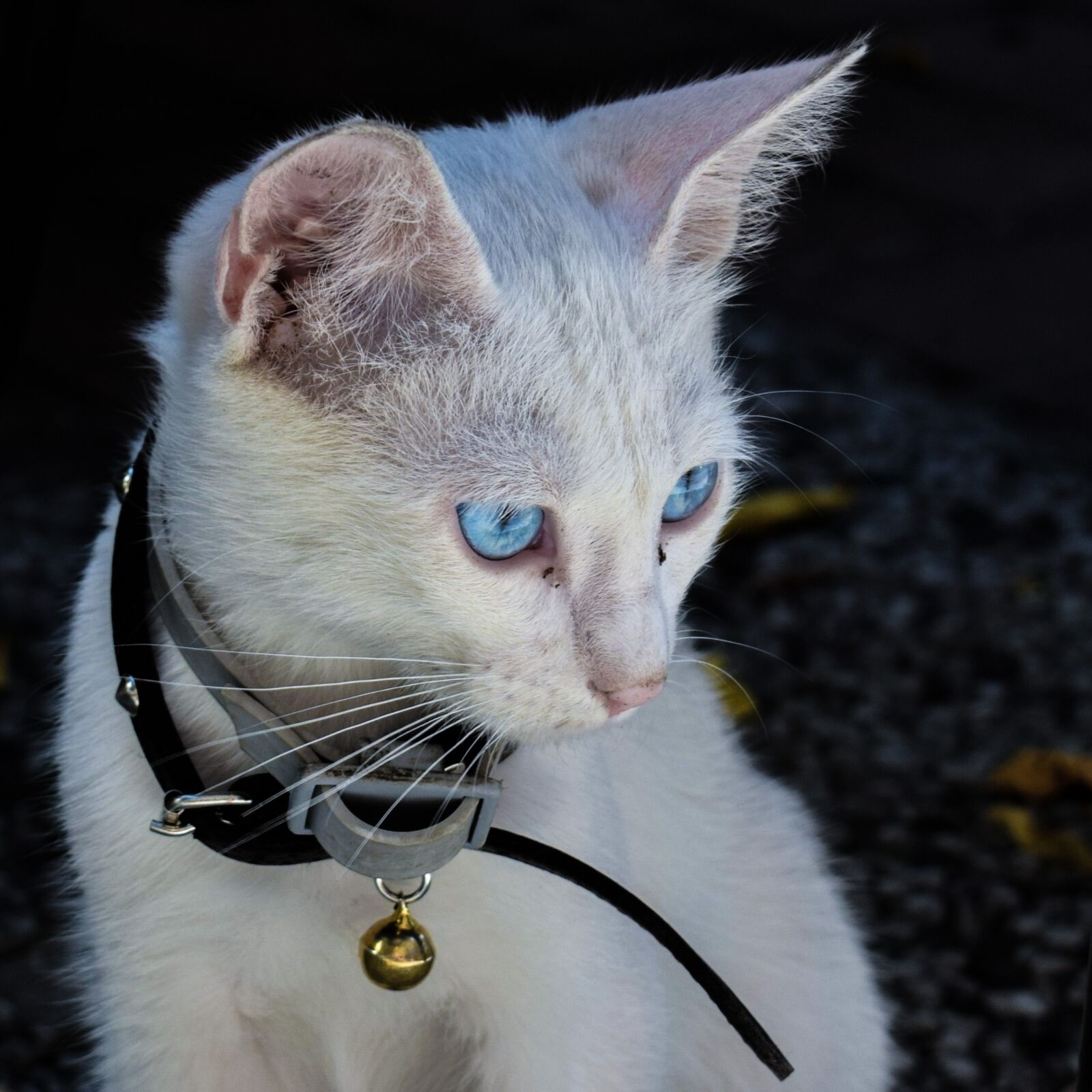 Nikon D3300 sample photo. Cat, cute, animal photography