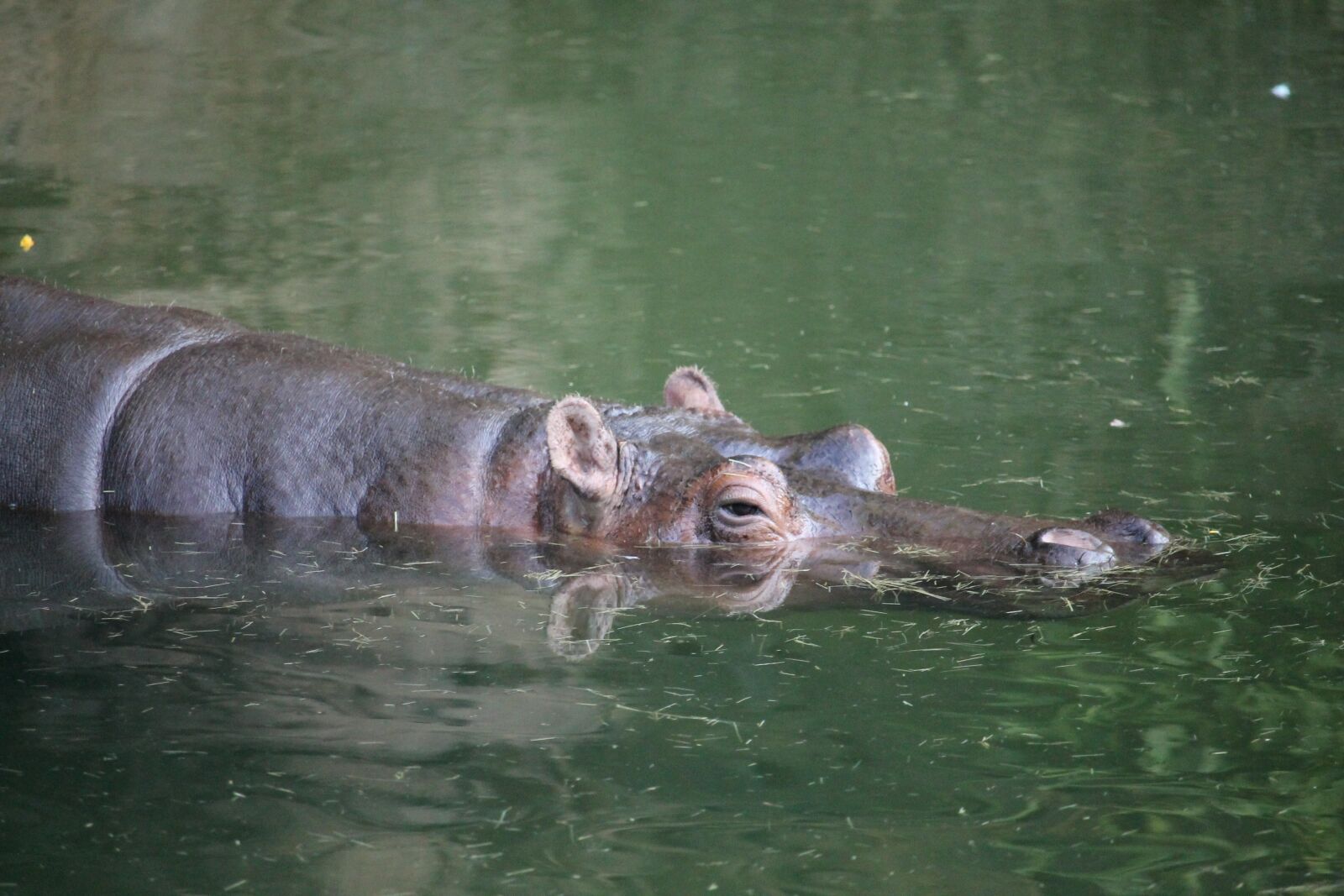 Canon EOS 1100D (EOS Rebel T3 / EOS Kiss X50) sample photo. Hippo, water, hippopotamus photography