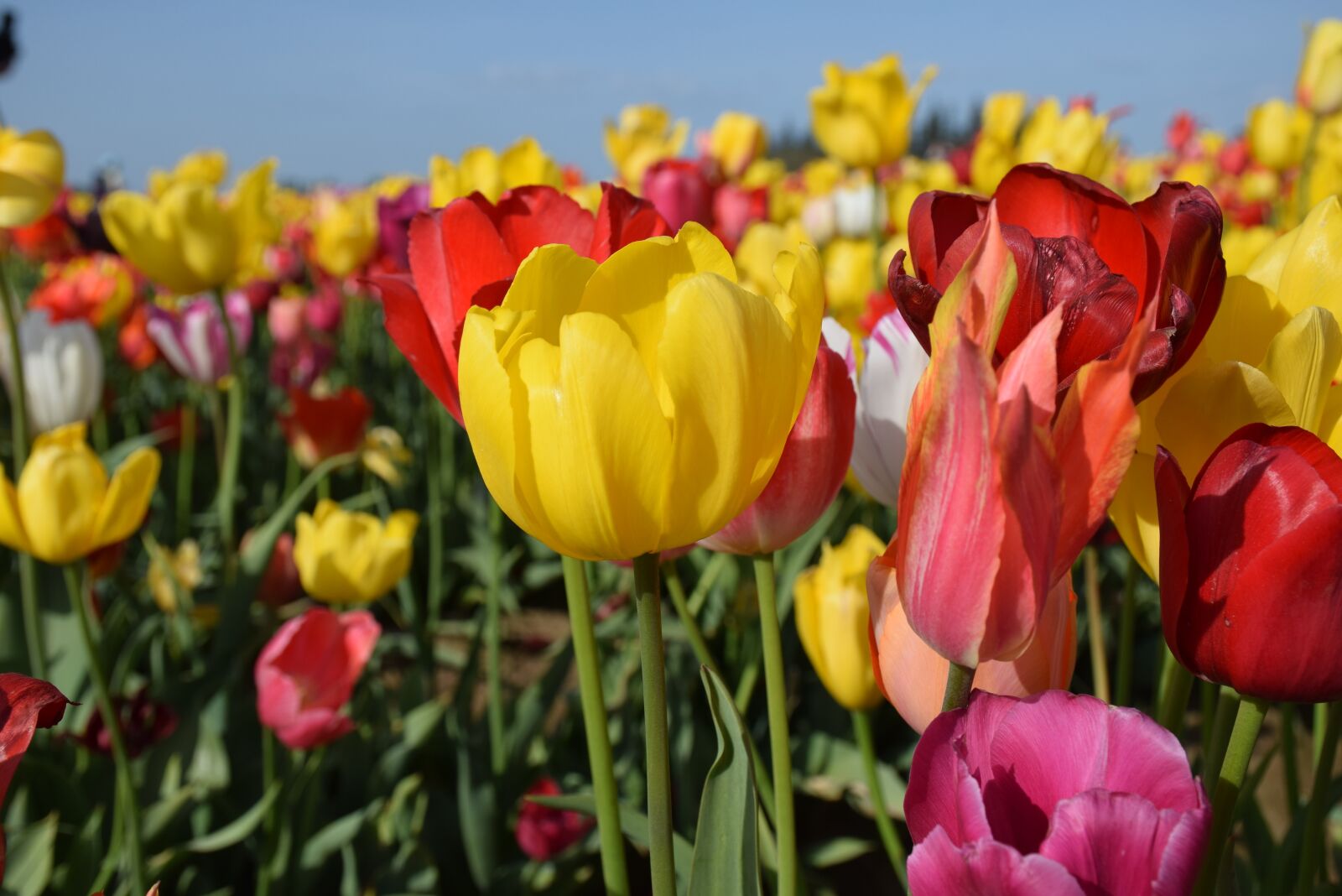 Nikon D5300 sample photo. Tulips, blooms, flowers photography