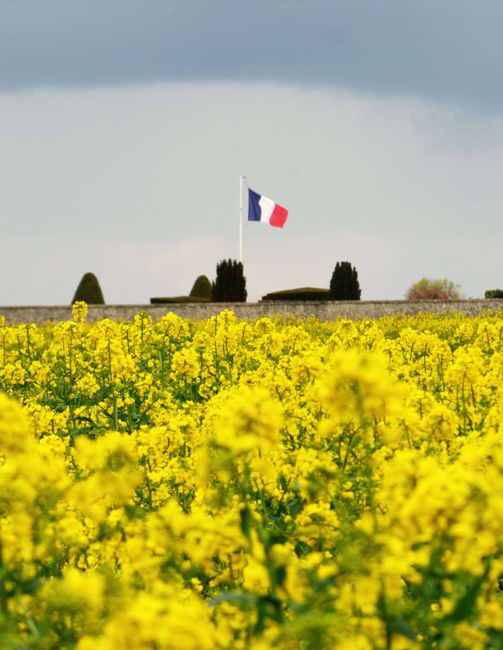 Panasonic DMC-FZ72 sample photo. French flag, flowers, yellow photography