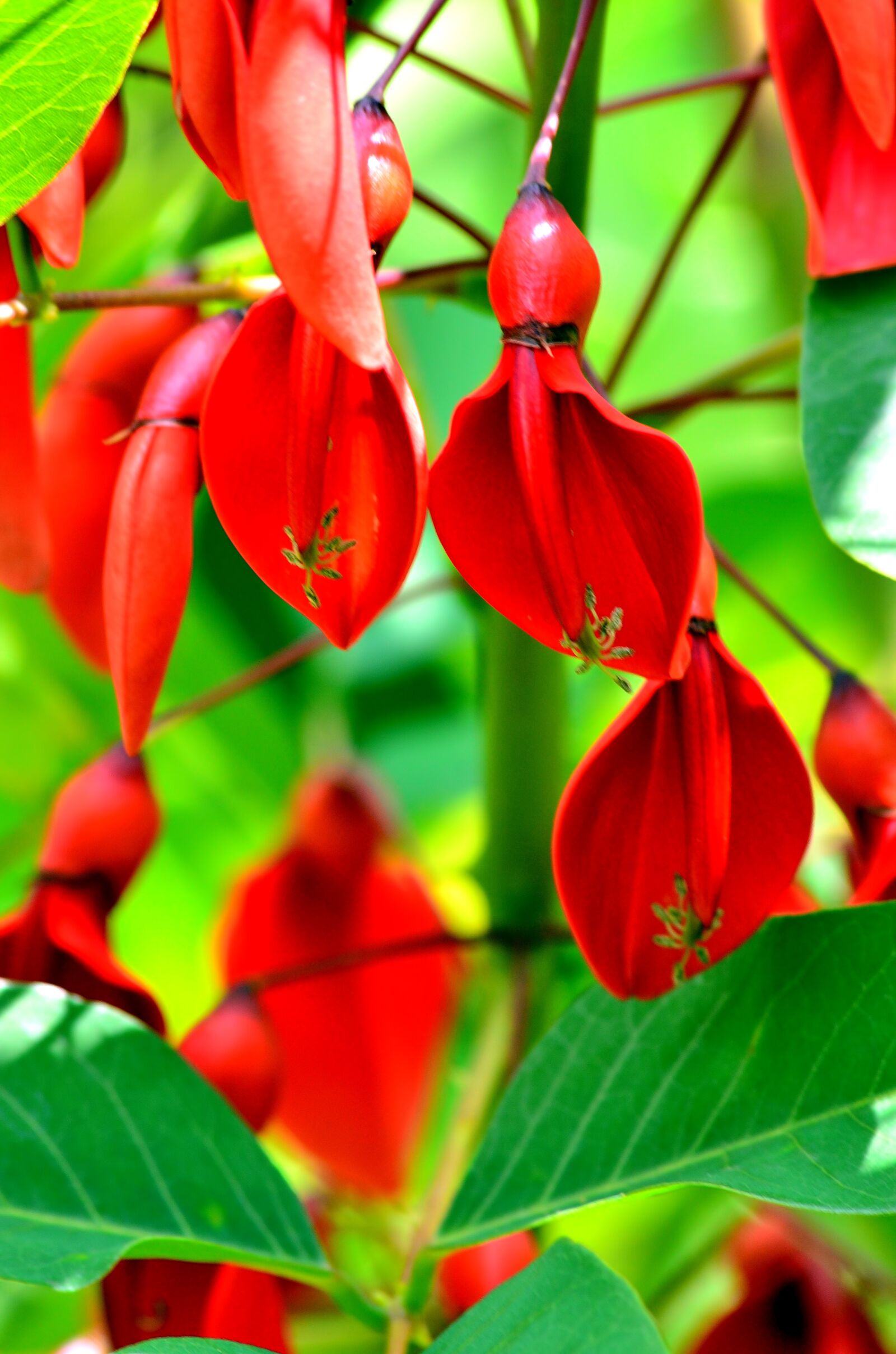 Nikon D5100 sample photo. Red, leaves, green photography
