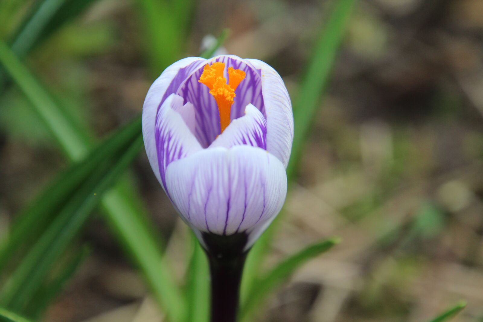 Canon EOS 1200D (EOS Rebel T5 / EOS Kiss X70 / EOS Hi) sample photo. Crocus, spring, flower photography