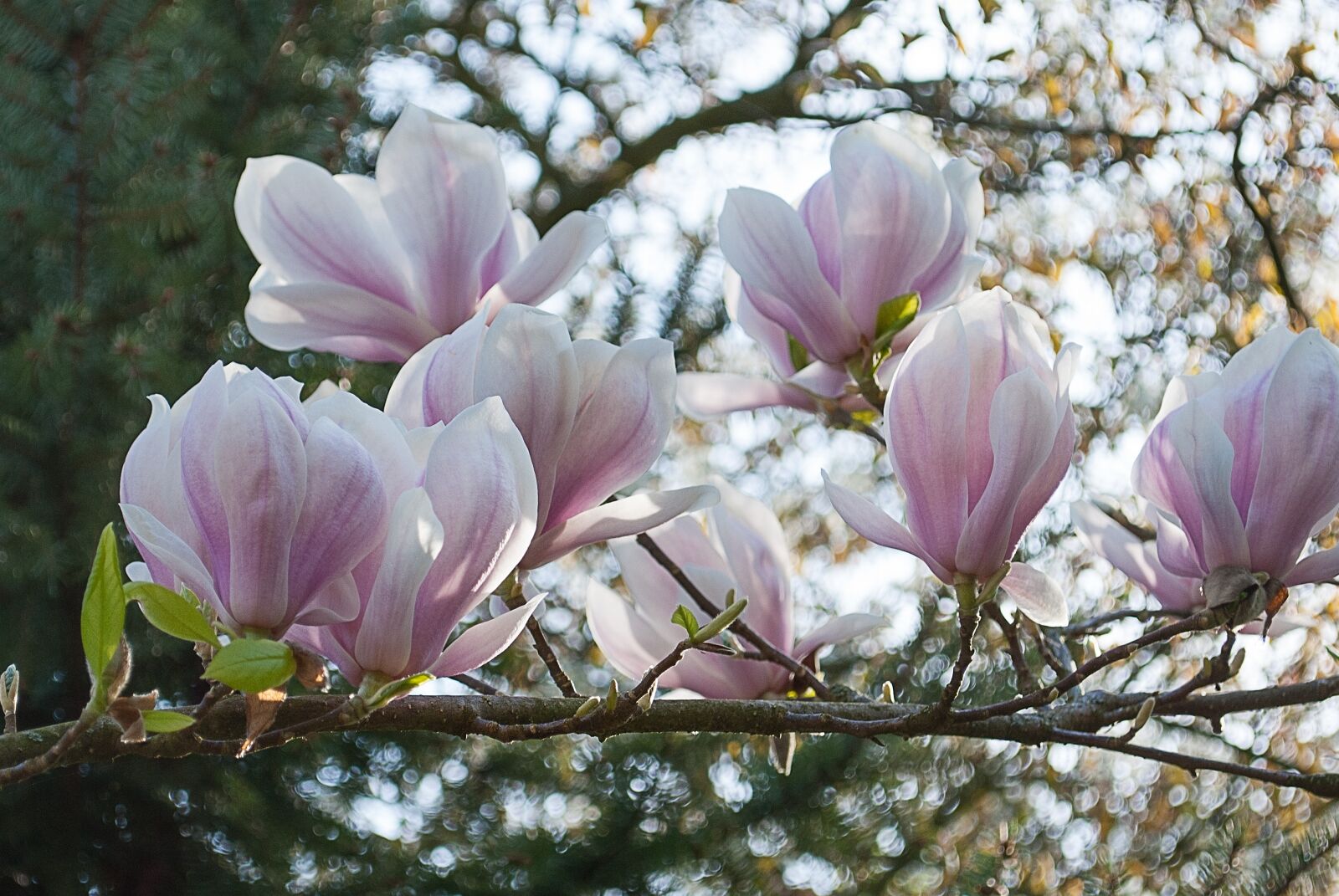 Nikon D3000 sample photo. Magnolia, blossom plant, nature photography