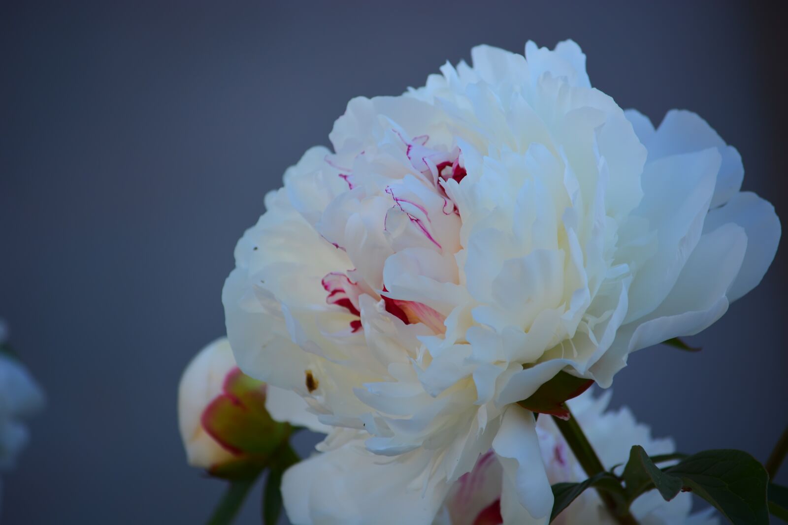 Nikon D5200 sample photo. Peony, flowers, summer photography