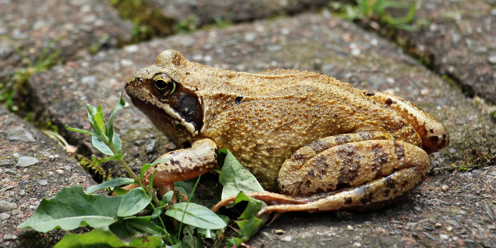 Canon EOS 550D (EOS Rebel T2i / EOS Kiss X4) sample photo. Frog, animal world, animal photography
